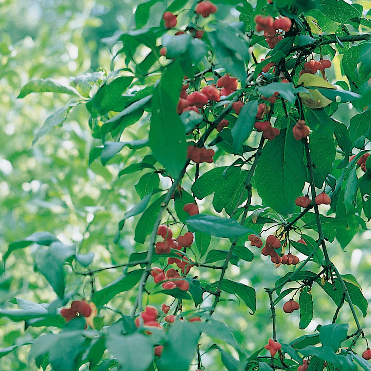 Pfaffenhütchen Wurzelnackte Pflanze, ca. 60-100 cm Liefergröße: ca. 60-100 cm