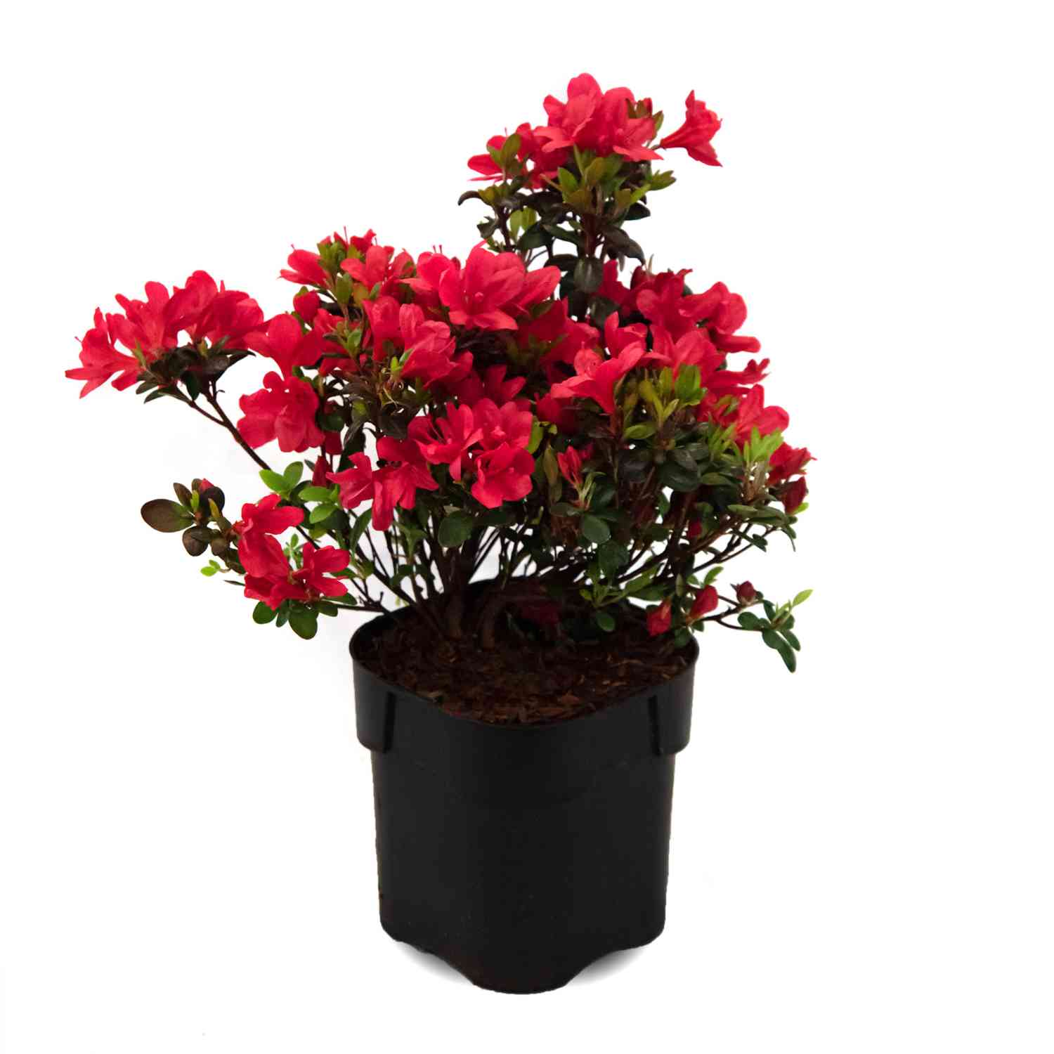 Rhododendron 'Little Red'