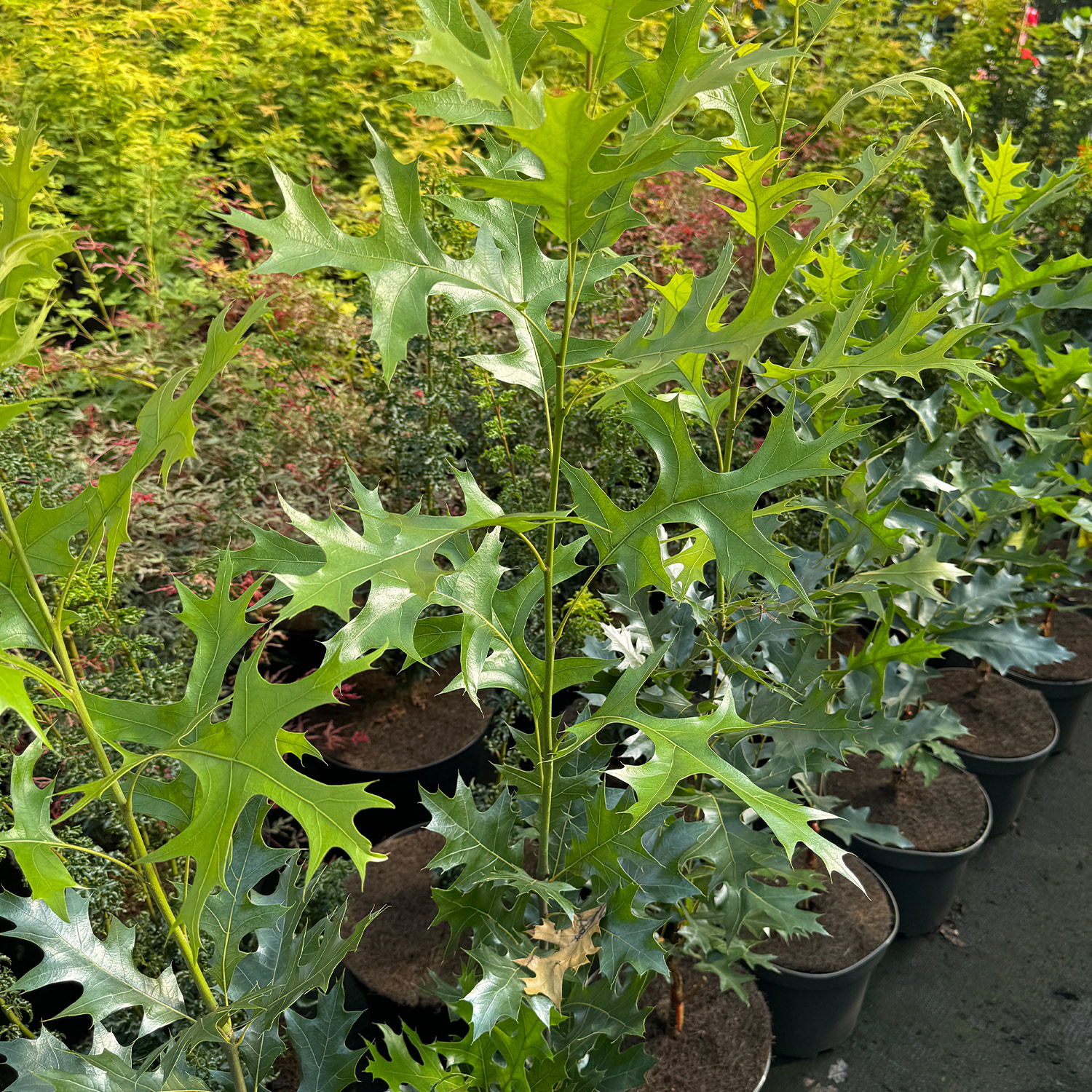 Sumpf-Eiche 'Green Pillar'