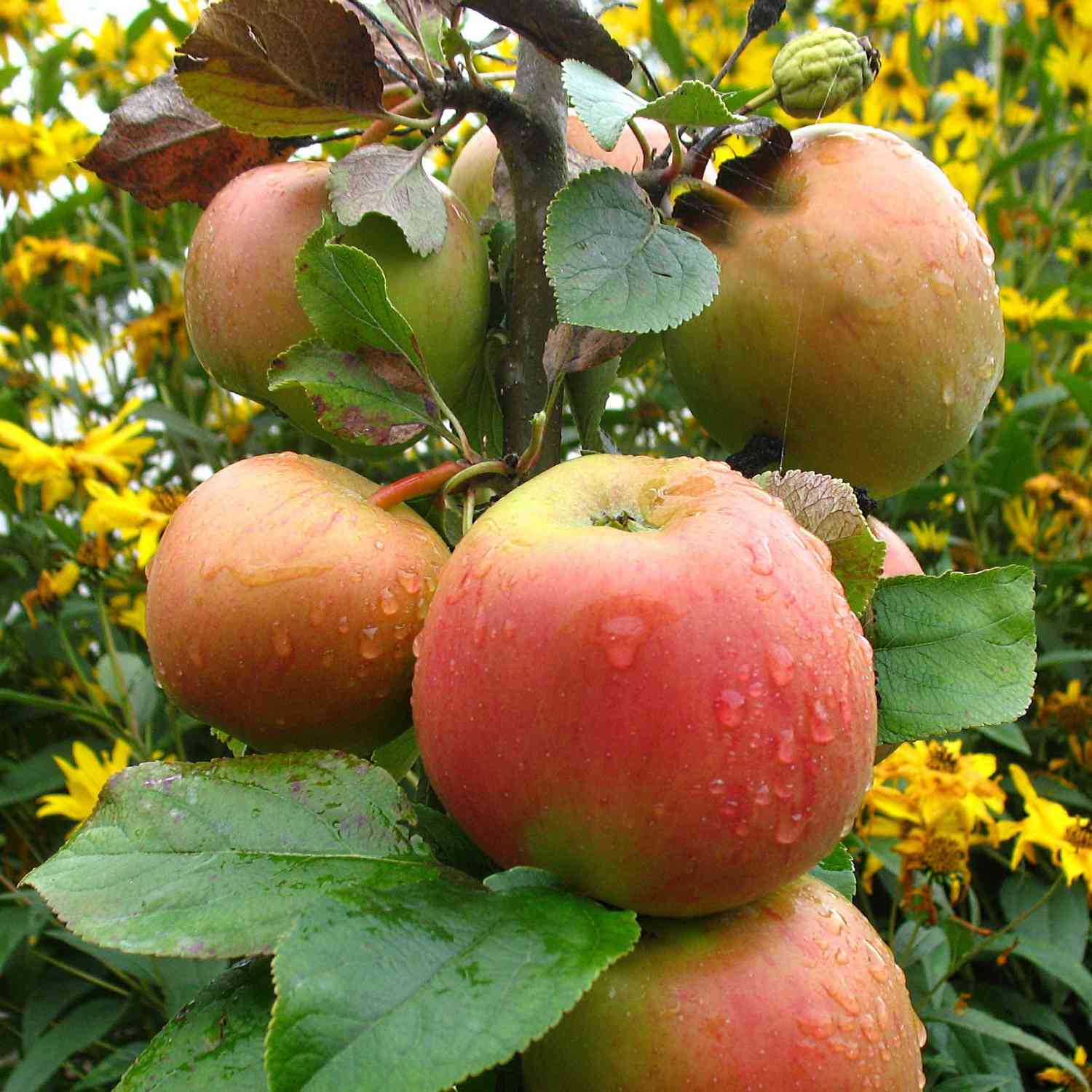 Apfel 'Goldparmäne' - 'Reine de Reinettes' - Allergiker geeignet
