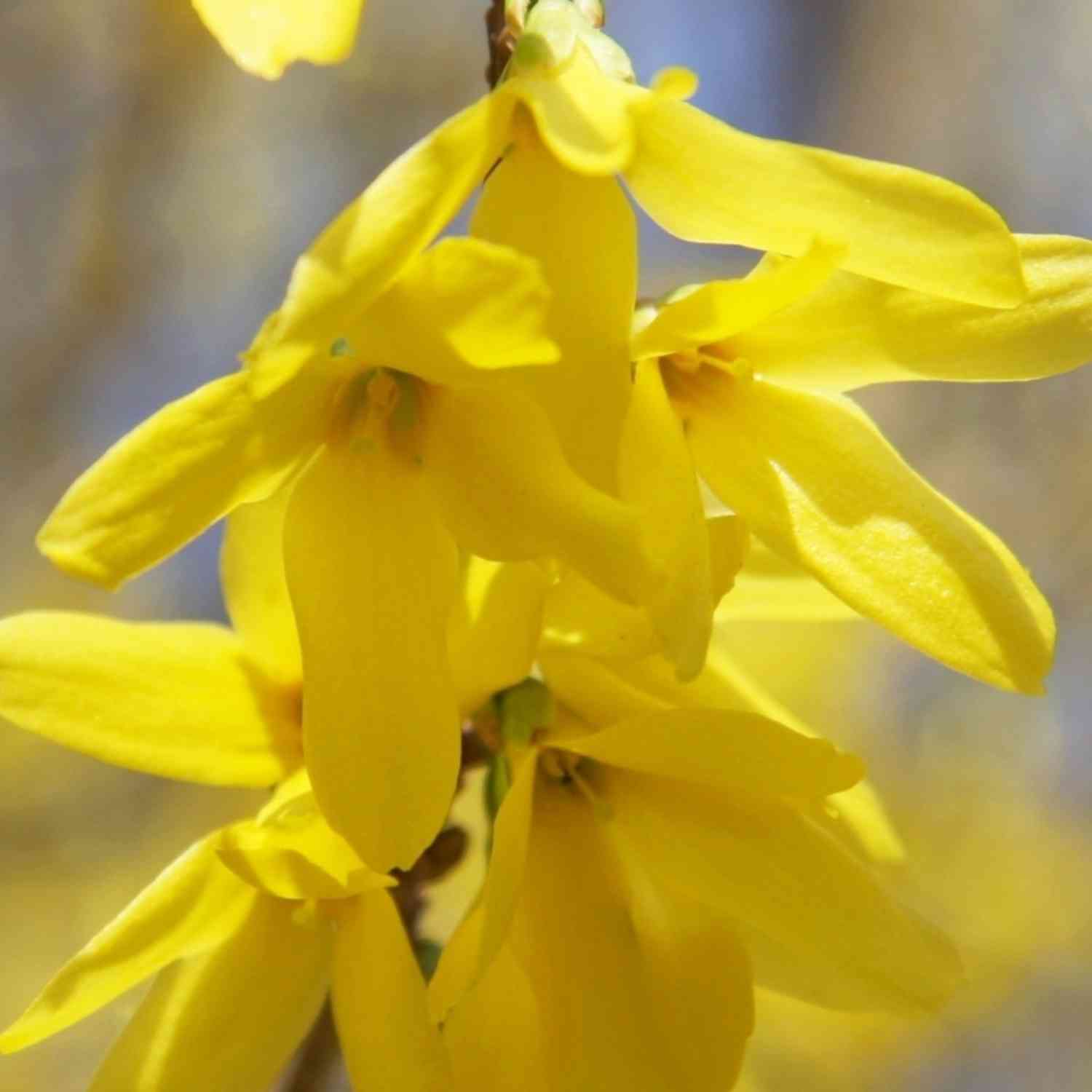 Forsythie 'Mikador'®