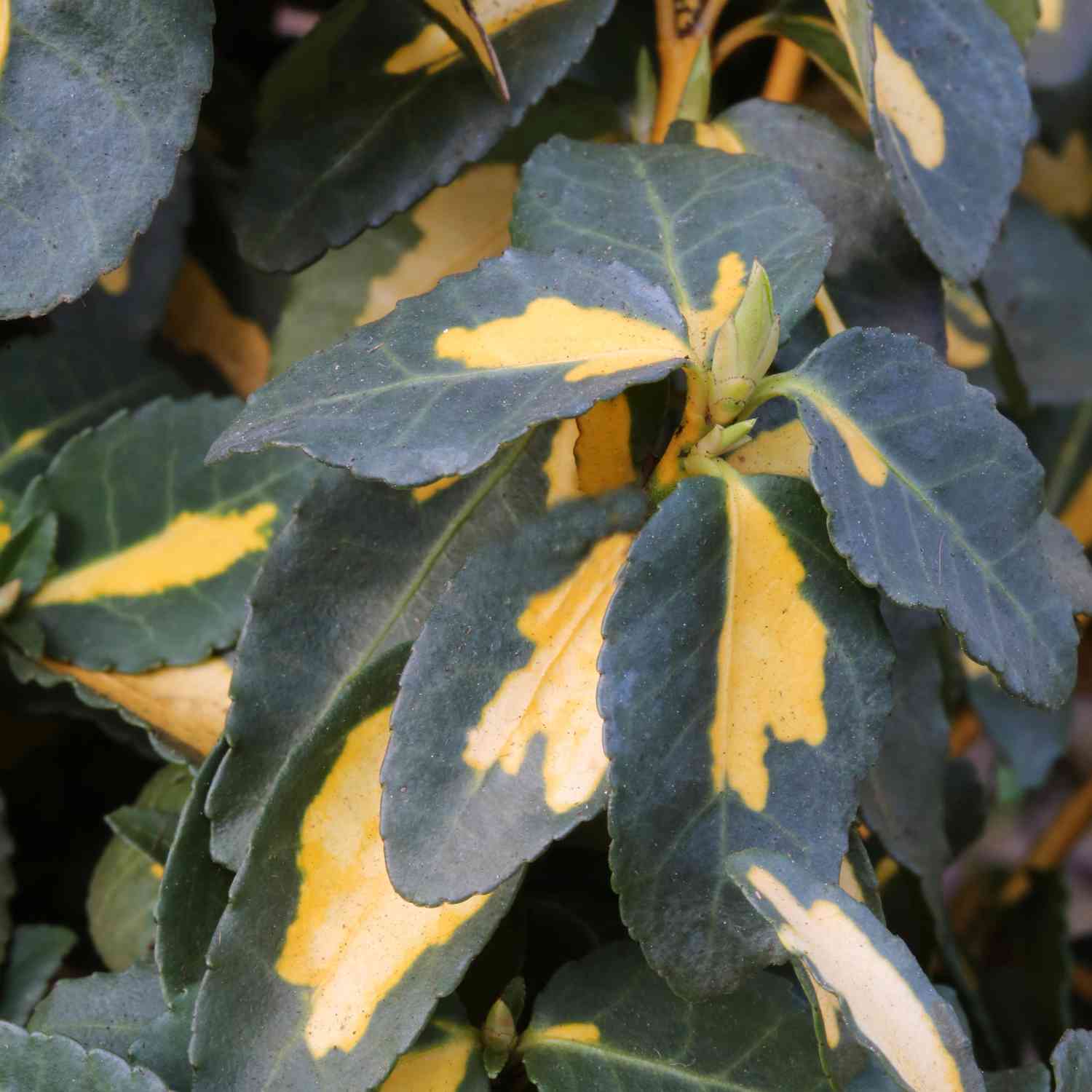 Kriechspindel 'Blondy'®