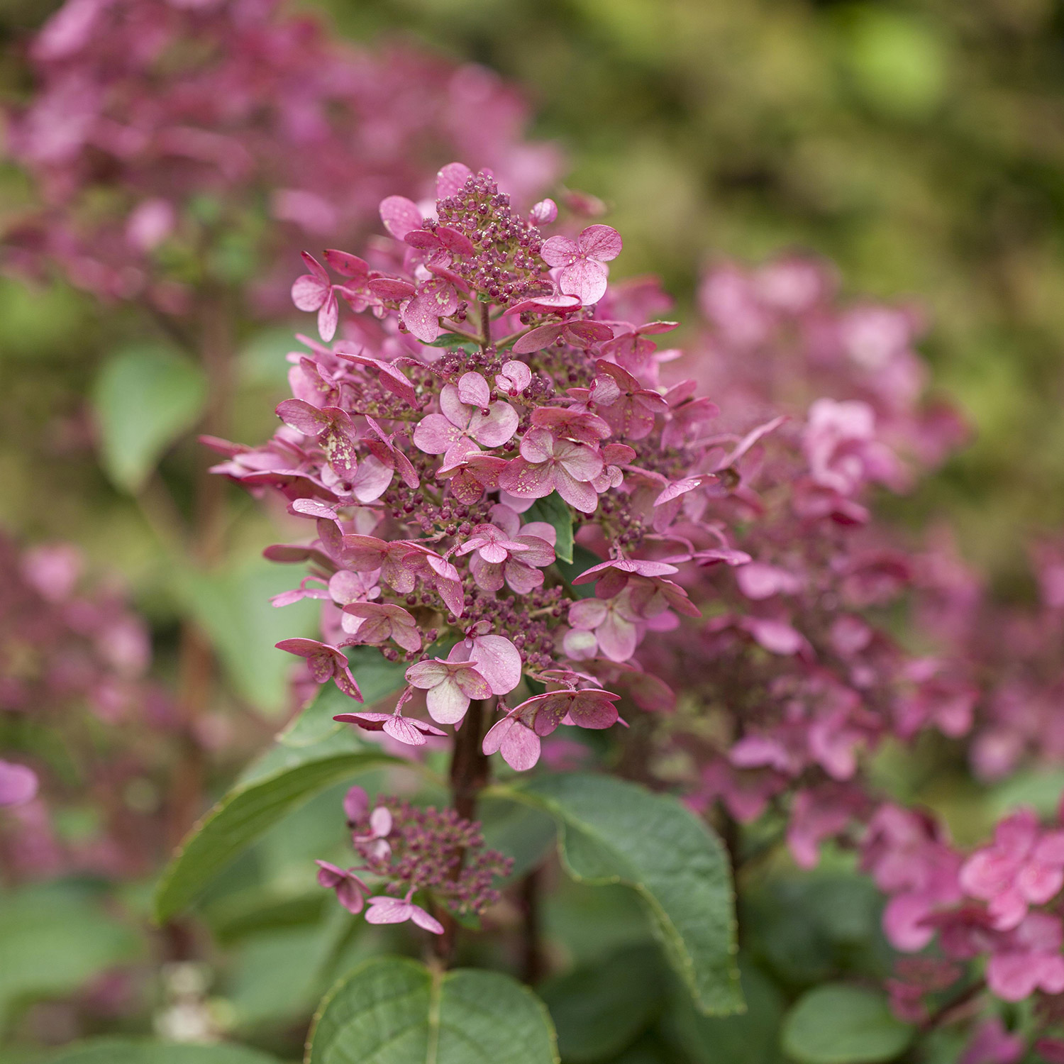 Rispenhortensie 'Wim's Red®'