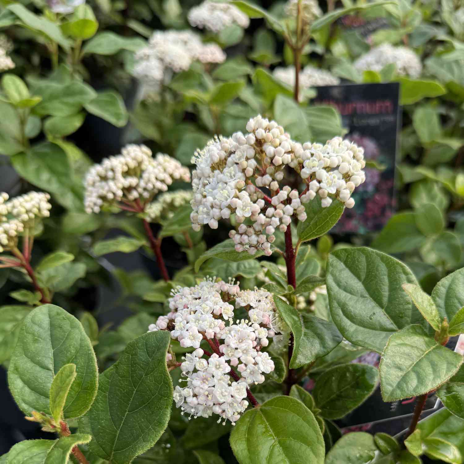 Immergrüner Schneeball 'Lisa Rose' Immergrüner Schneeball 'Lisa Rose'