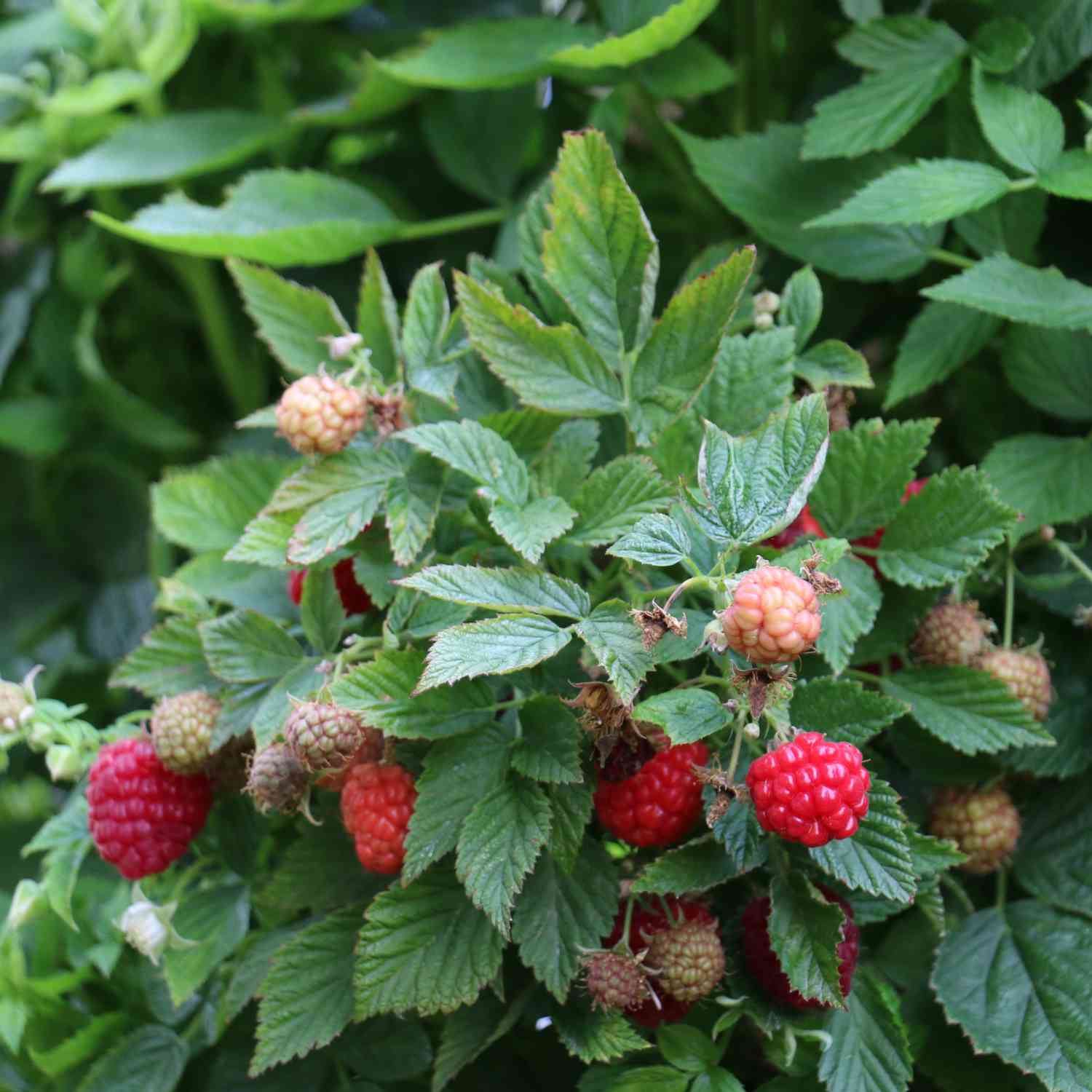 Zwerg-Himbeere Lowberry® 'Baby Dwarf®'