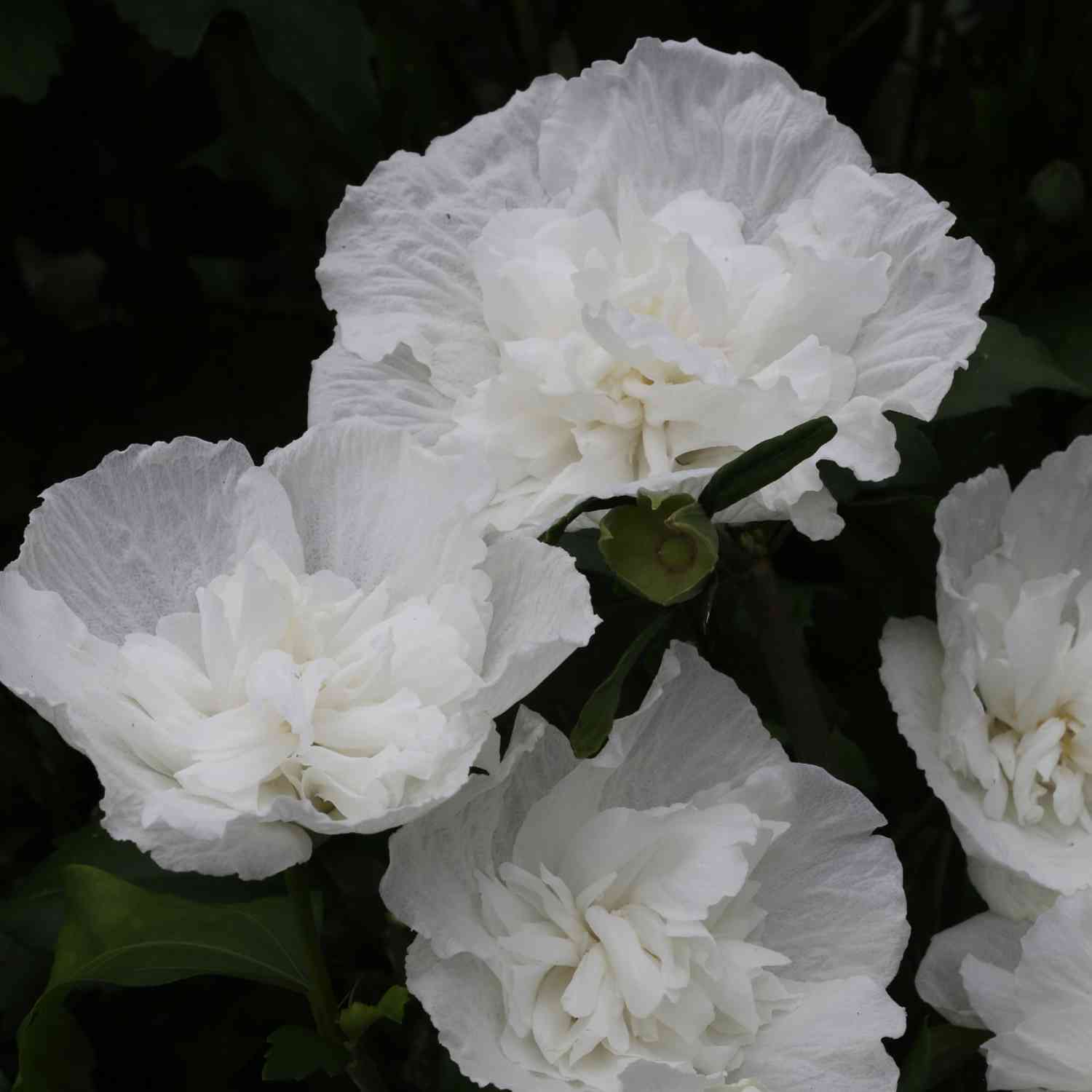 Garteneibisch 'White Chiffon®'