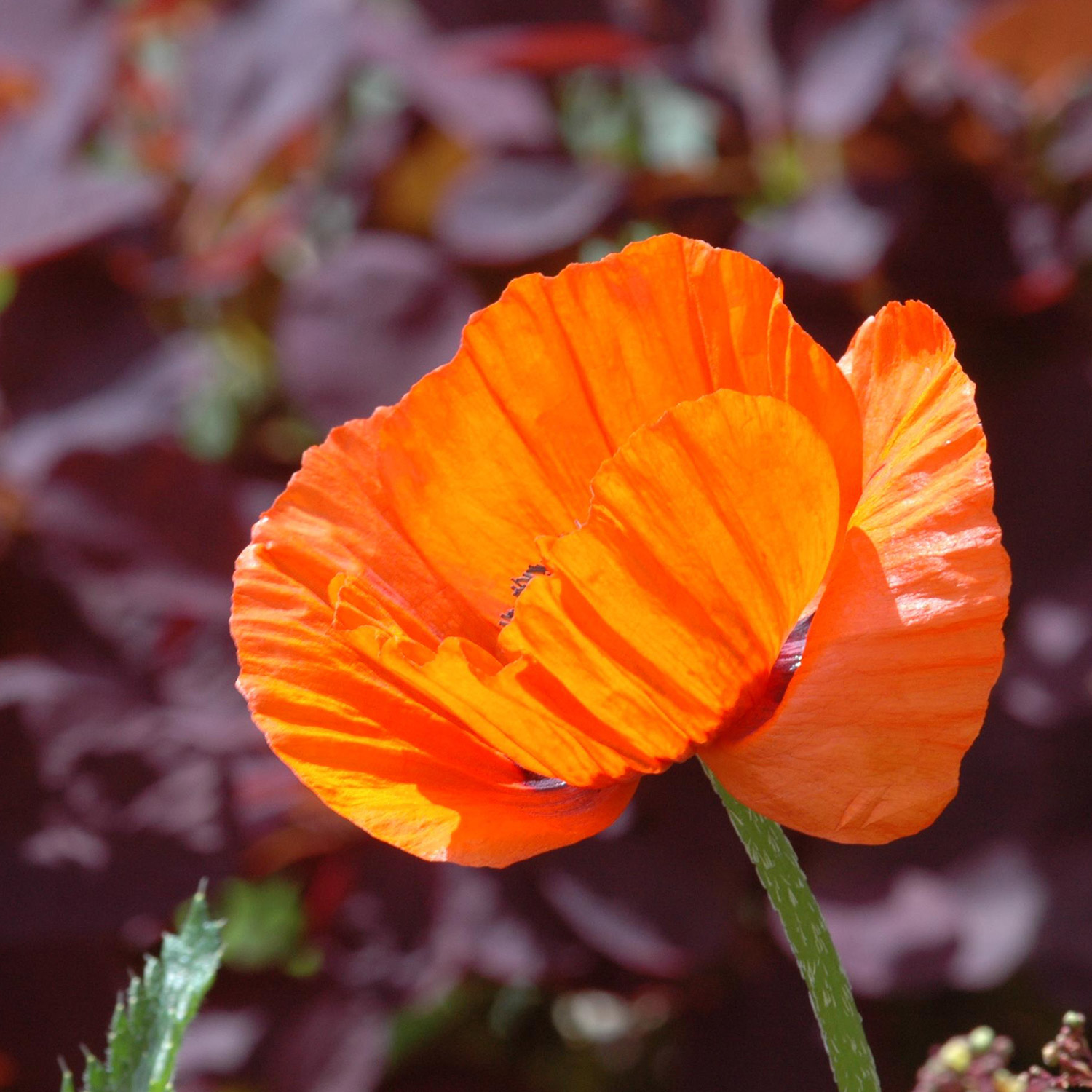 Türkischer Mohn 'Brilliant®' Lieferform: Im 9 cm Topf