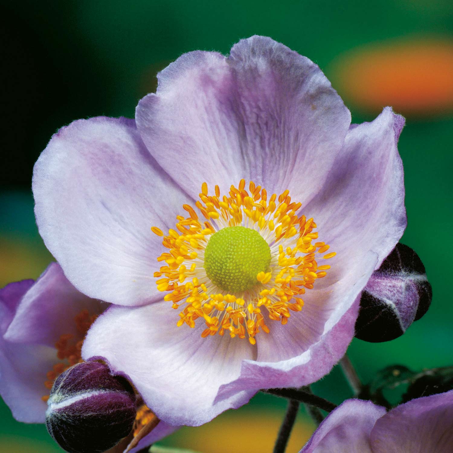 Kategorie <b>Stauden </b> - Japanische Herbst-Anemone 'Praecox' Lieferform: Im 3 Liter Topf - Anemone hupehensis 'Praecox'