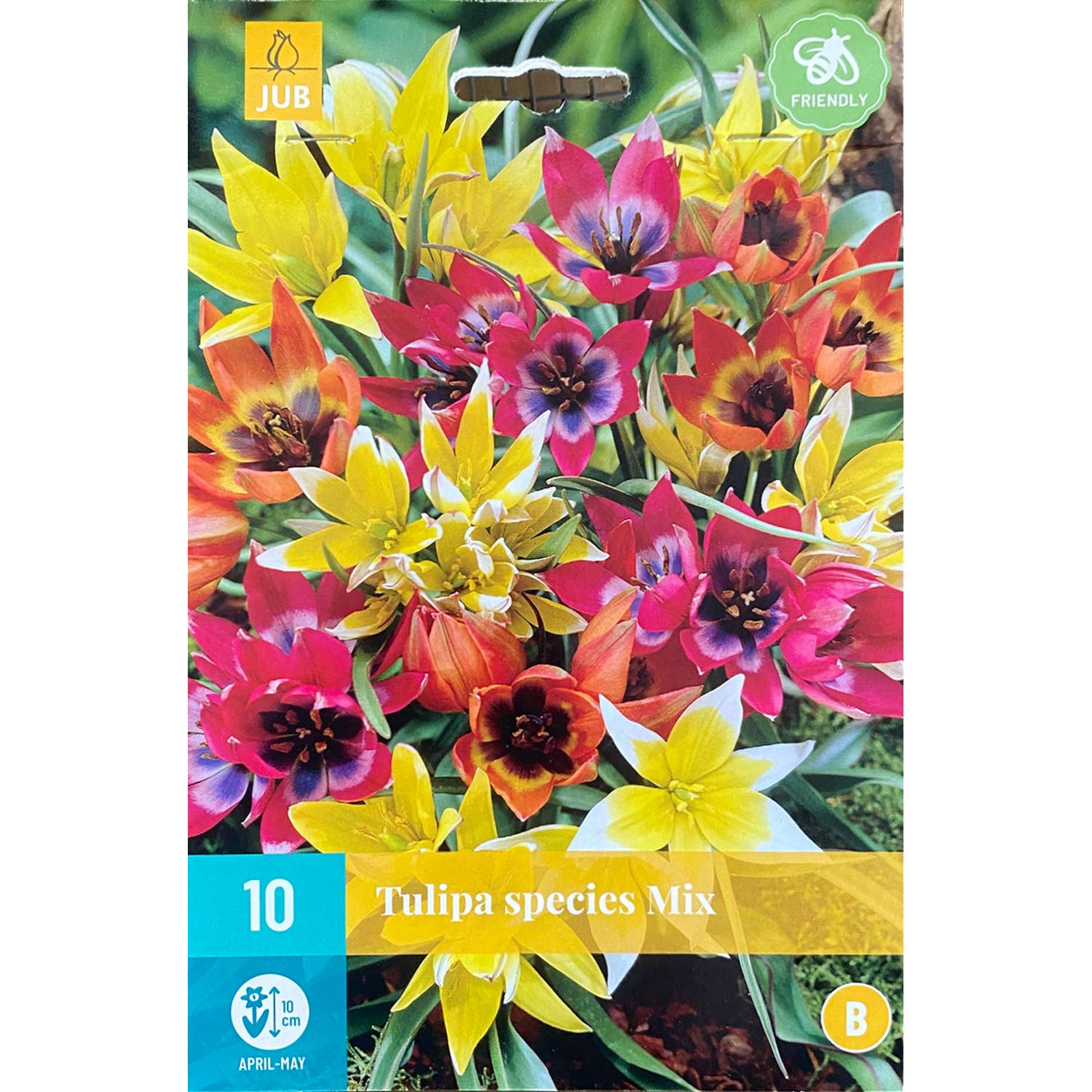 Wildtulpen 'Mischung' - 10 Stück Liefergröße: Zwiebelgröße 6/+
