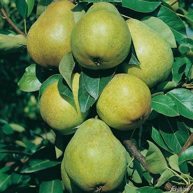 Birne 'Williams Christbirne' - Sommerbirne 5 Liter, 80 - 100 cm Liefergröße: 80 - 100 cm, 1j. Busch