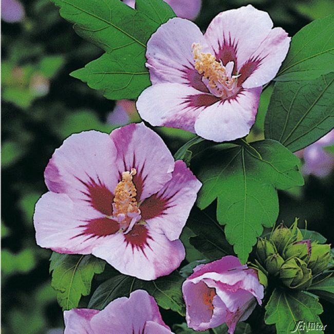 Kategorie <b>Blütensträucher und Ziergehölze </b> - Hibiscus 'Hamabo' 3 - 5 L Topf 60 - 80 Liefergröße: 60 - 80 cm - Hibiscus syriacus 'Hamabo'