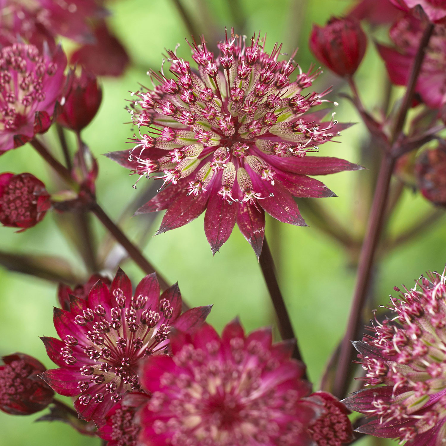 Kategorie <b>Stauden </b> - Große Sterndolde 'Star of Love' Lieferform: Im 9 cm Topf - Astrantia major 'Star of Love'