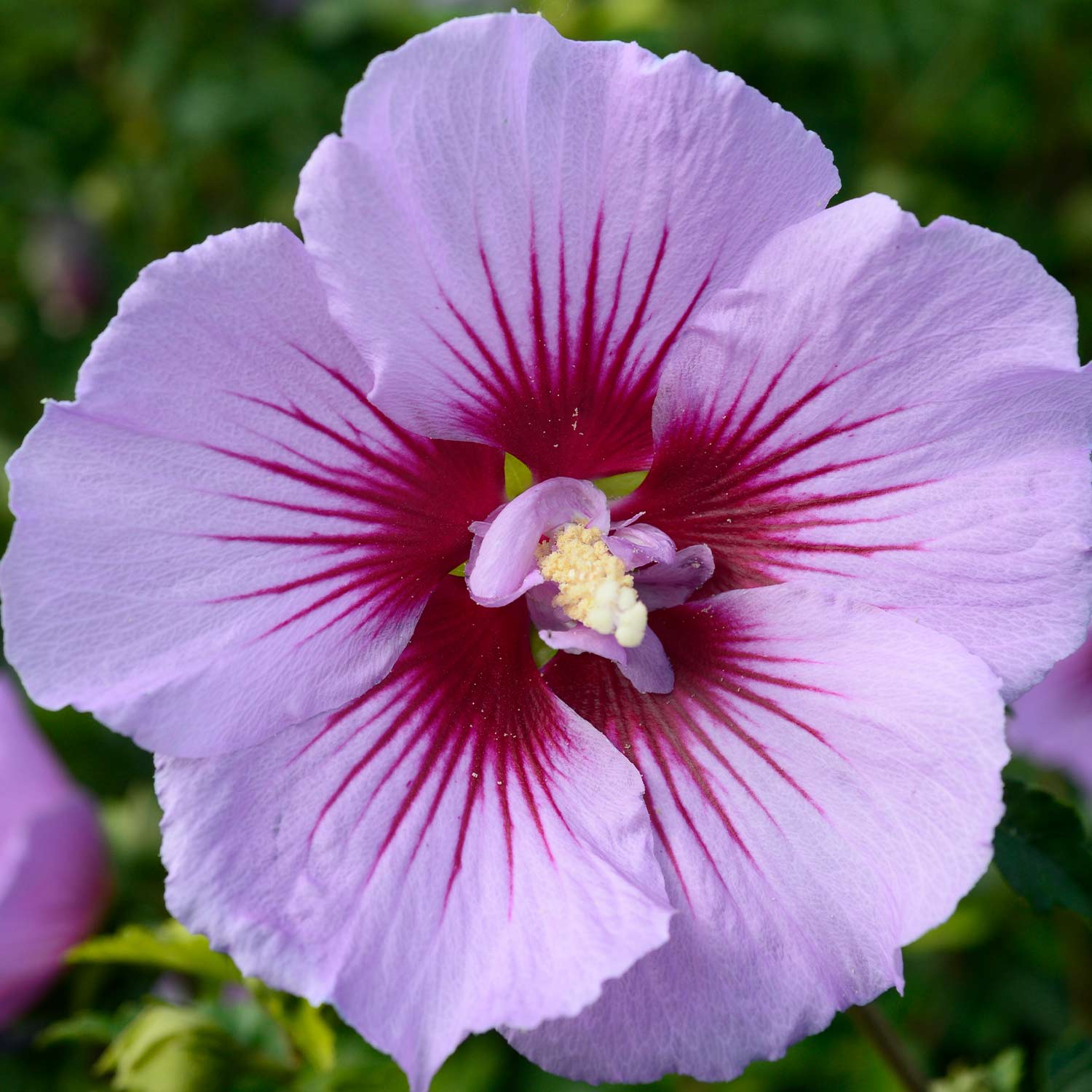 Garteneibisch 'B'Twist® Lavender' Liefergröße: 60 - 80 cm