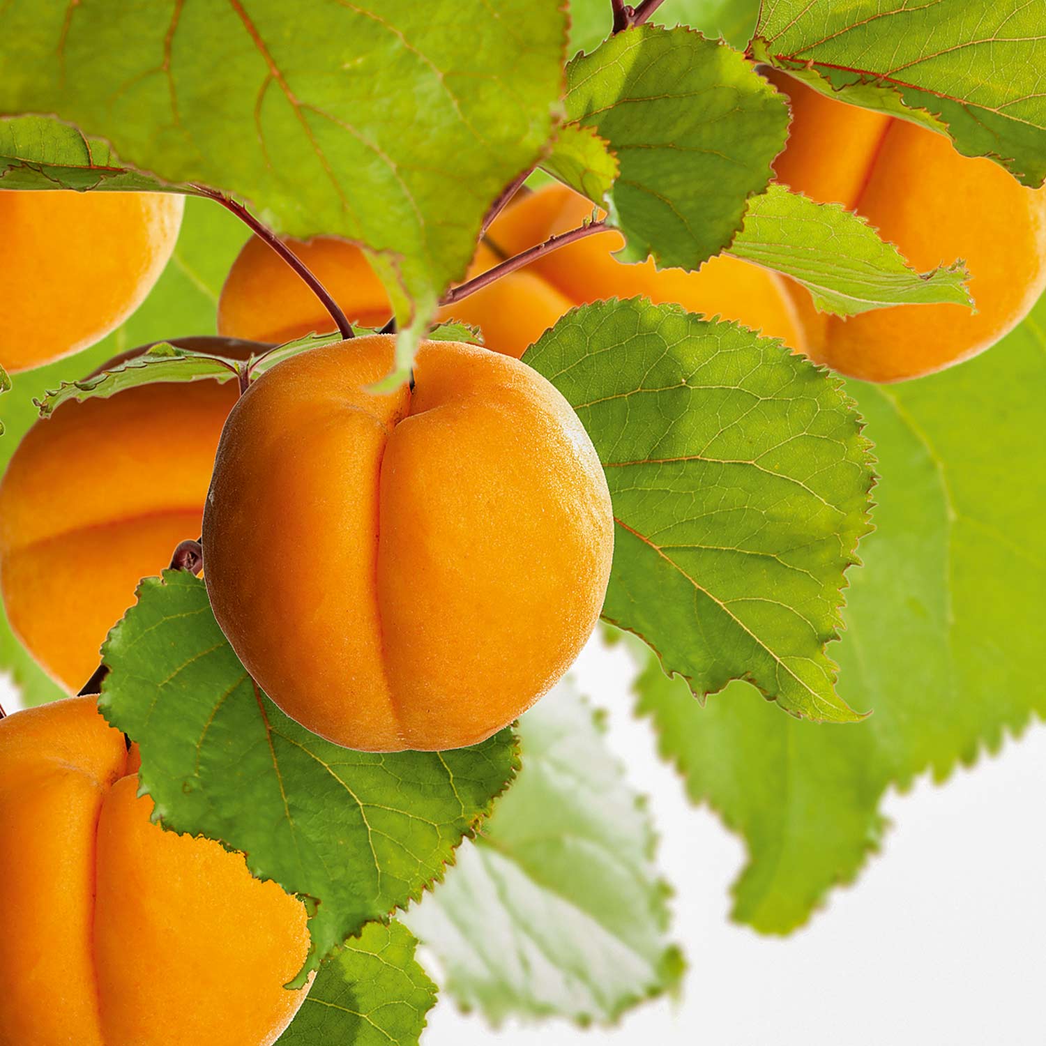 Säulen-Aprikose 'Golden Sun®' Lieferform: Im 5 Liter Topf