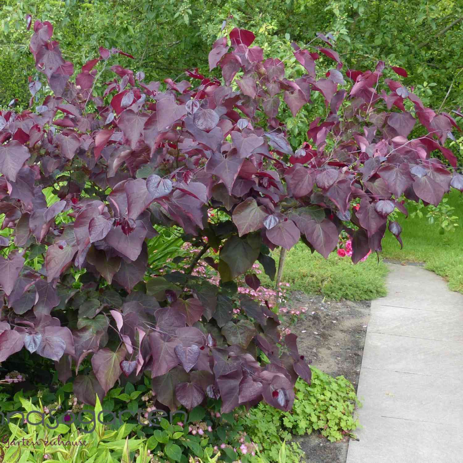 Kanadischer Judasbaum 'Forest Pansy'