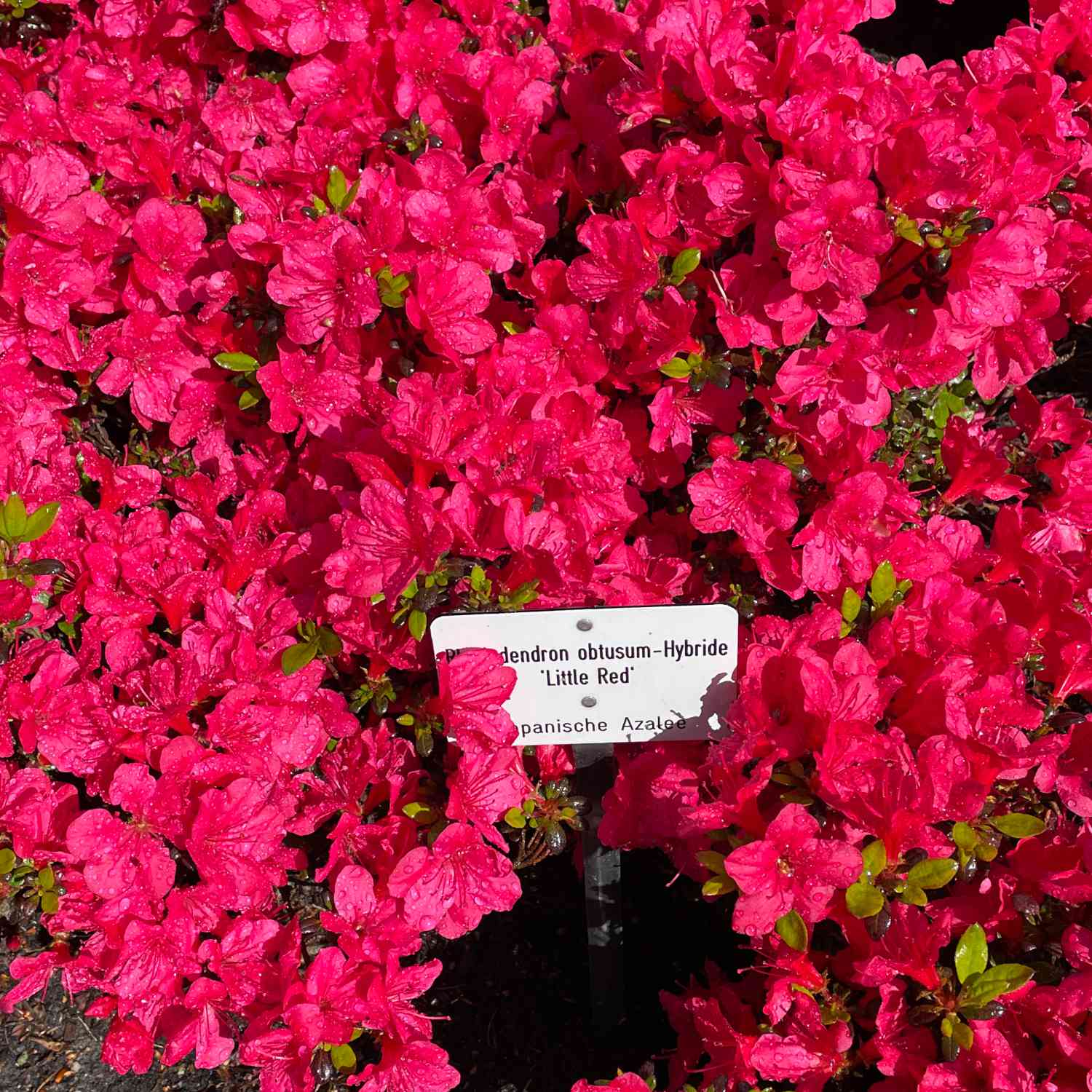 Rhododendron 'Little Red'
