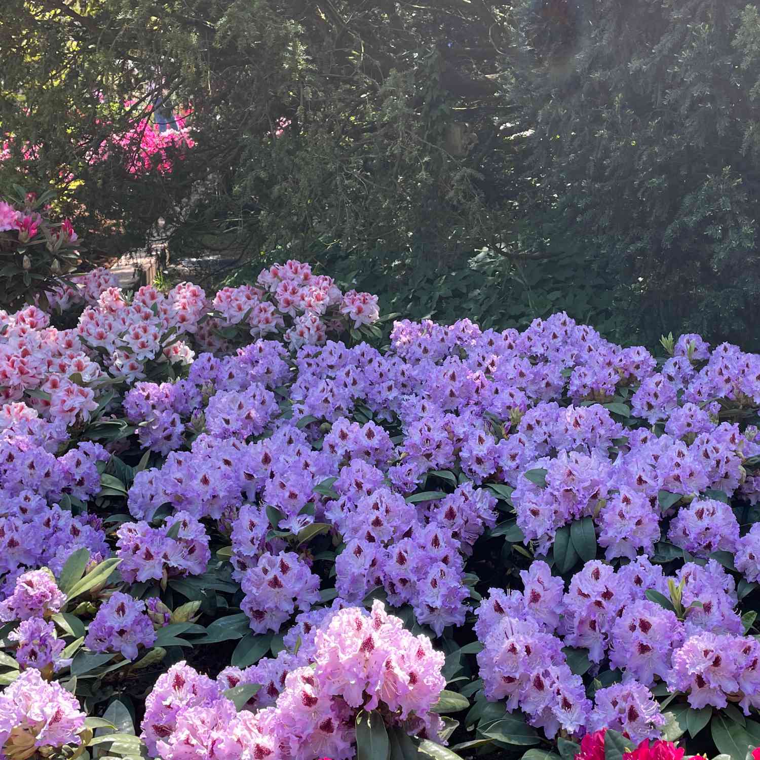 Rhododendron 'Metallica' Rhododendron 'Metallica'