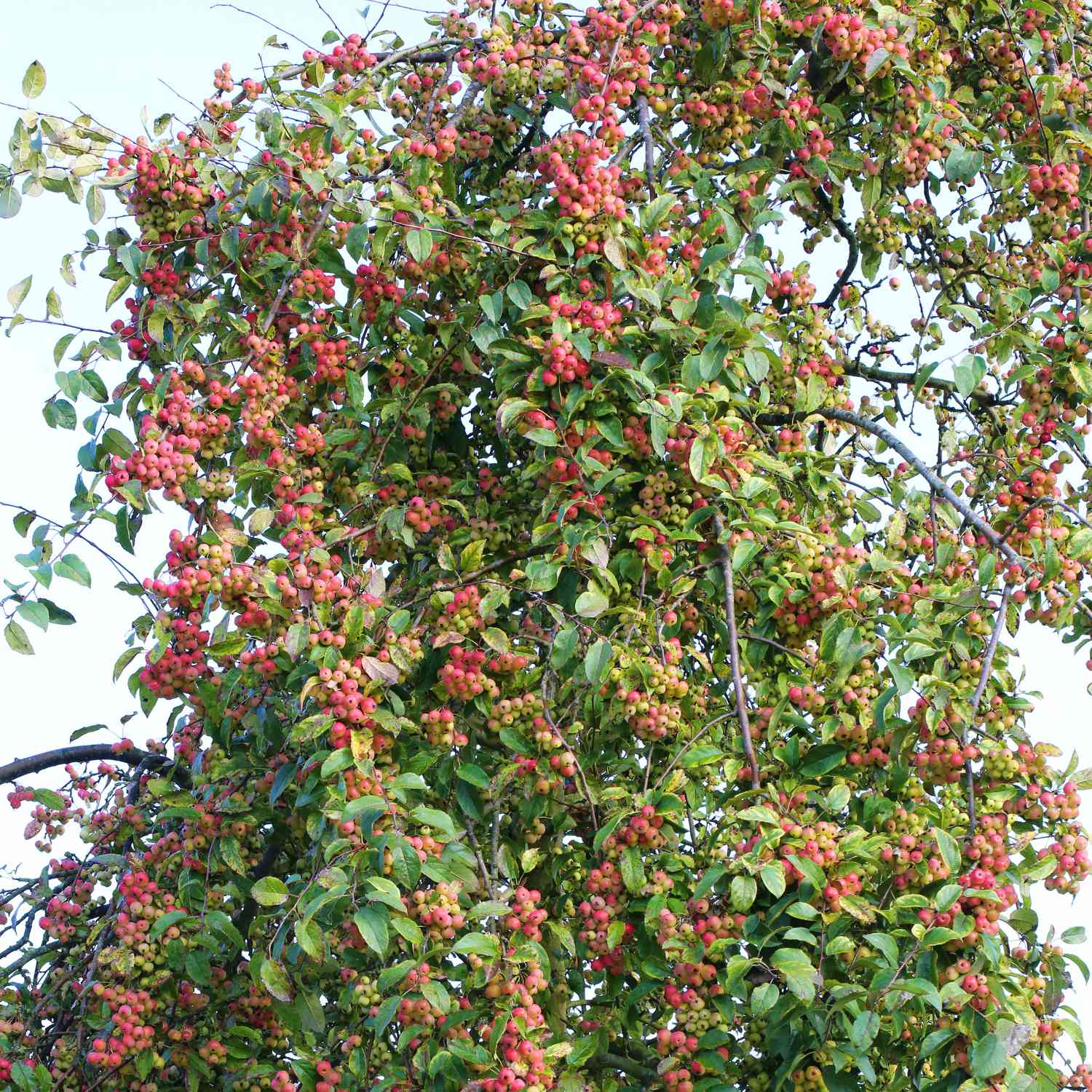 Zierapfel 'Red Sentinel'