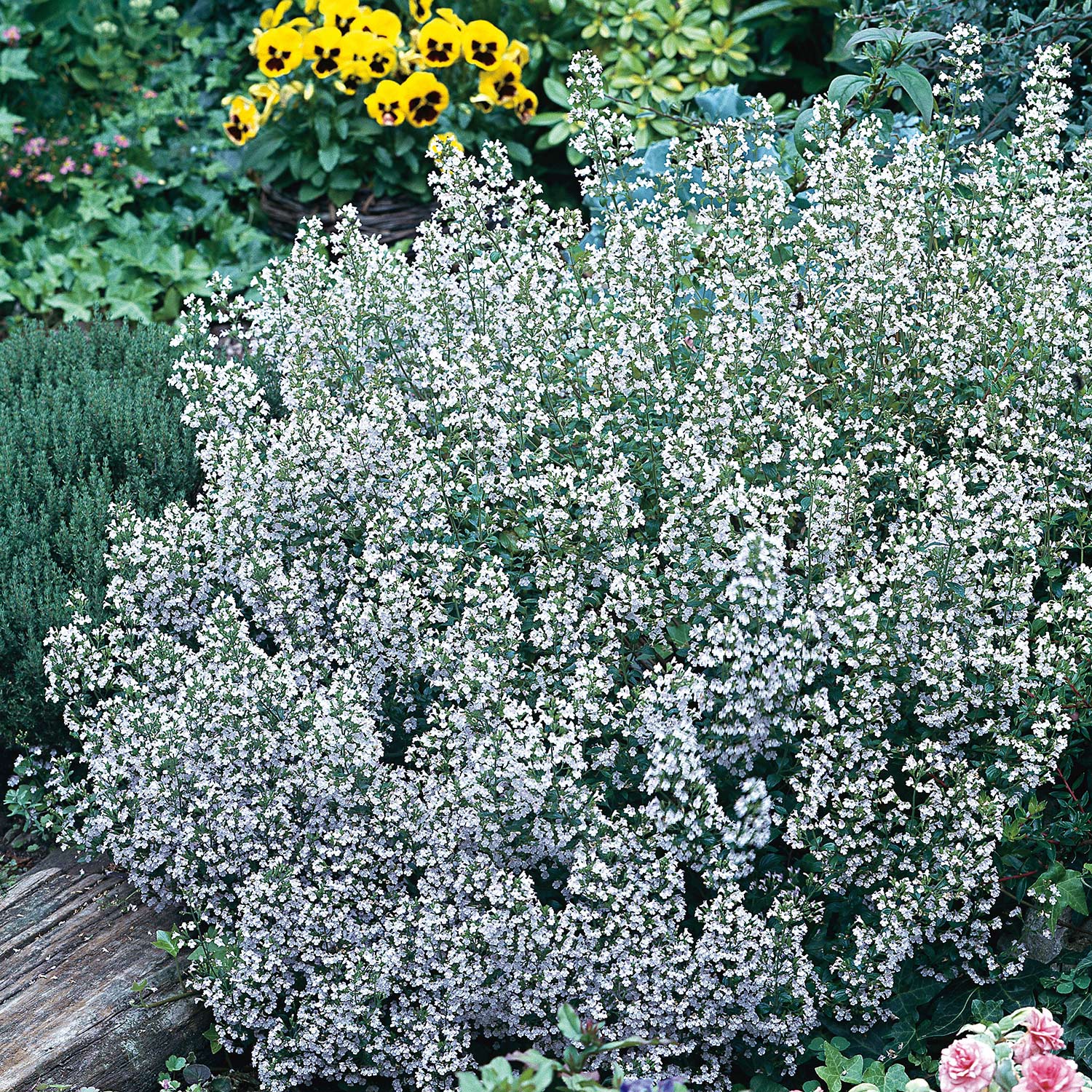 Kleinblütige Bergminze 'Marvelette Blue' Kleinblütige Bergminze 'Marvelette Blue'