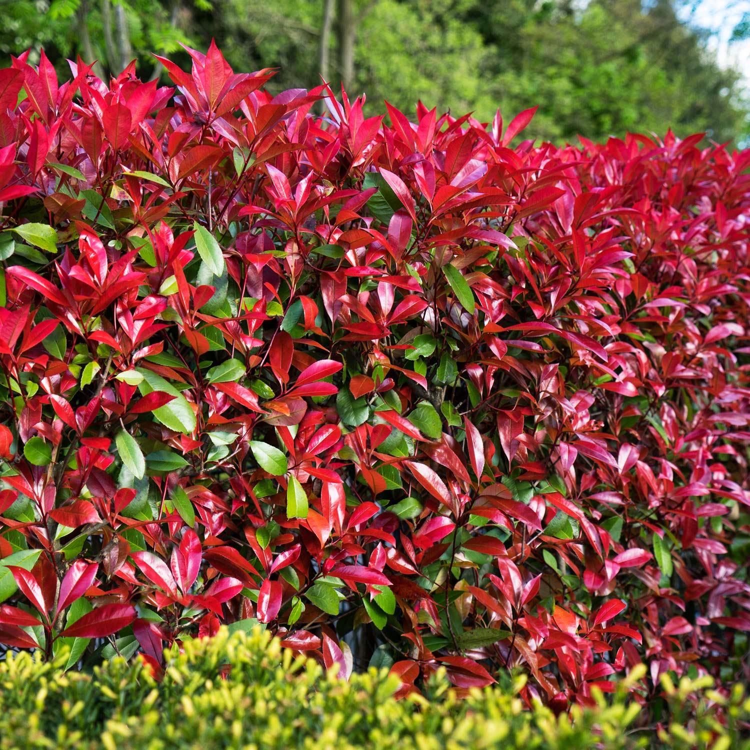 Rote Glanzmispel 'Devil's Dream®', 5 Liter, 40 - 60 cm Liefergröße: 40 - 60 cm