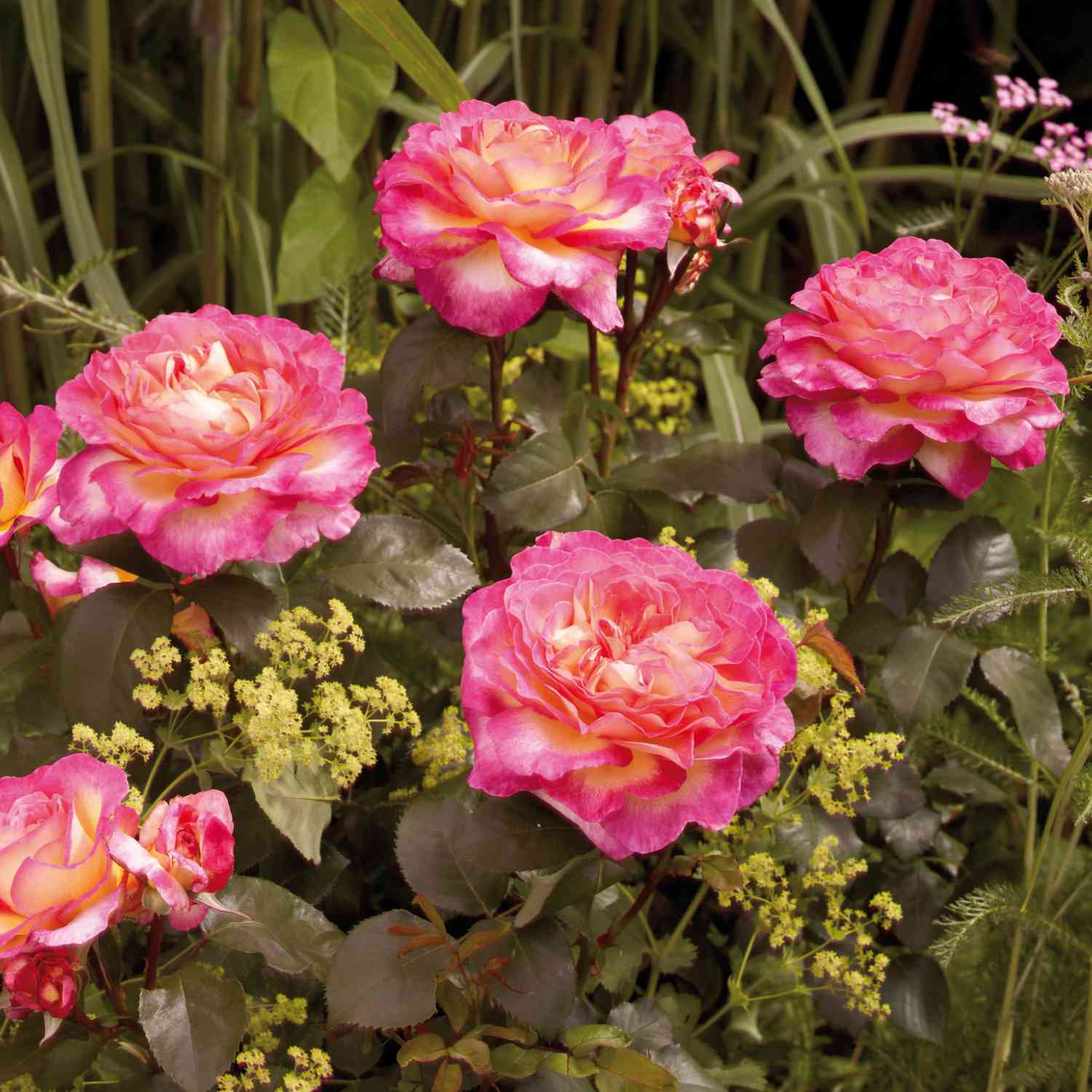 Edelrose 'Gorgeous®'