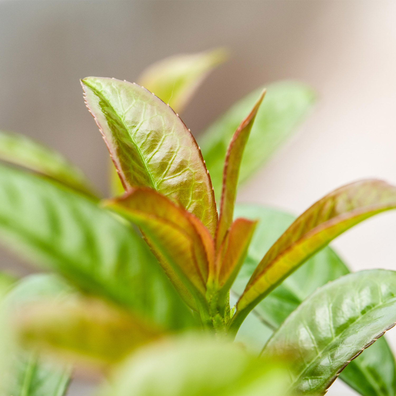 Kirschlorbeer 'Etna' Kirschlorbeer 'Etna'