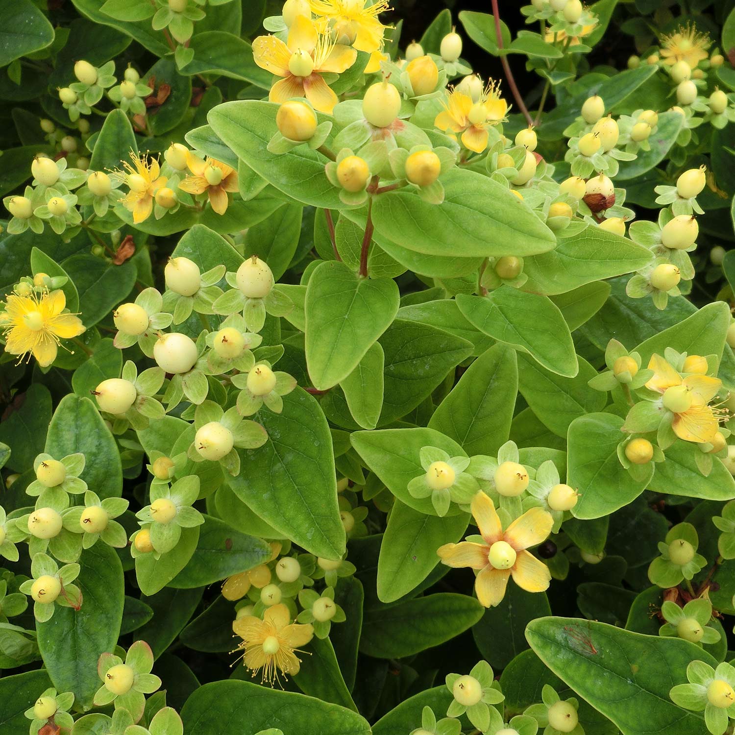 Johanniskraut 'Magical Sunshine' Liefergröße: ca. 30 - 40 cm