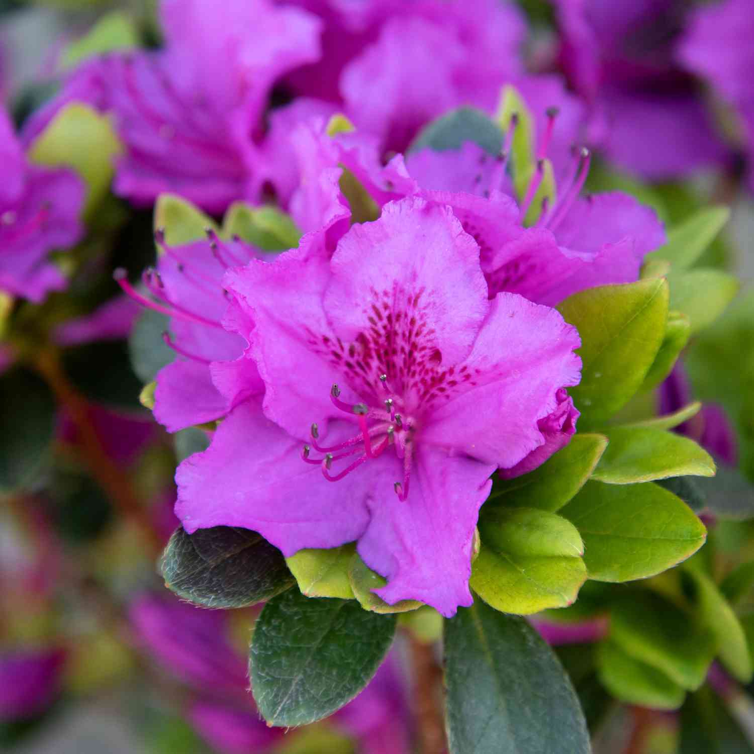 Japanische Azalee 'Königstein' Japanische Azalee 'Königstein'