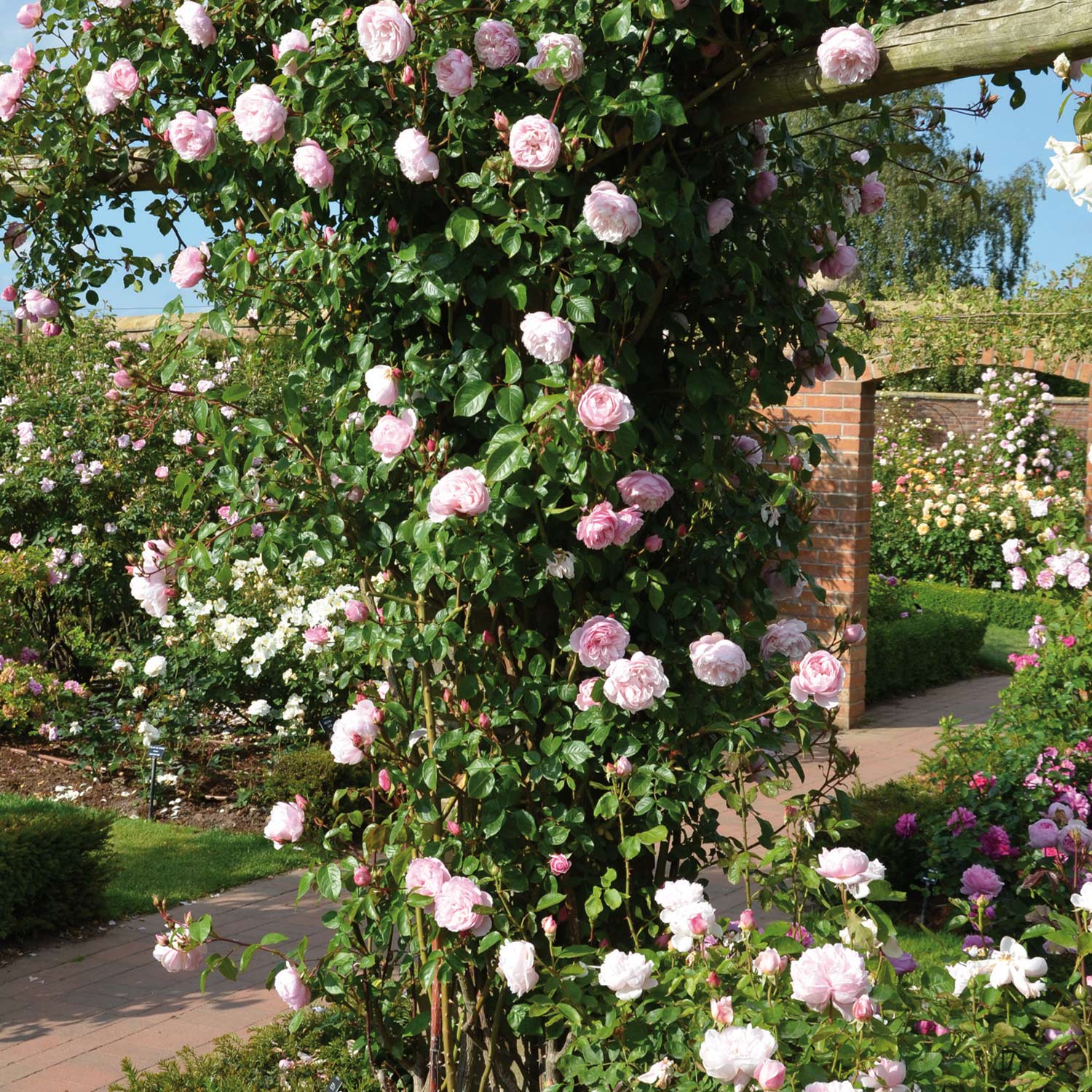 David Austin-Rose 'The Generous Gardener®' - AGM-Rose, 5 Liter, A-Qualität, 2 - 3 starke Triebe Liefergröße: zwei bis drei starke Triebe