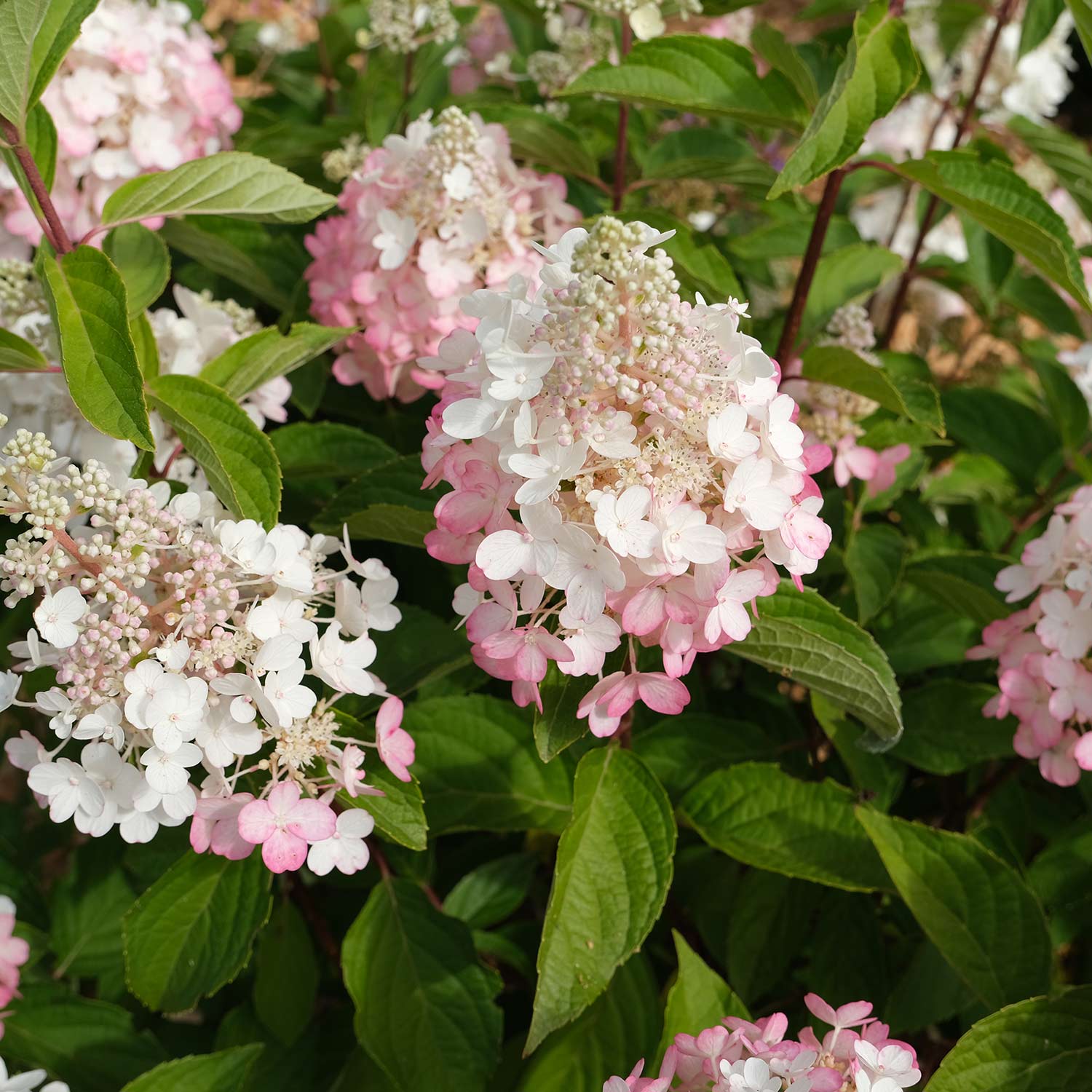 Rispenhortensie 'Baby Lace®', 5 Liter, 40 - 60 cm Liefergröße: 40 - 60 cm