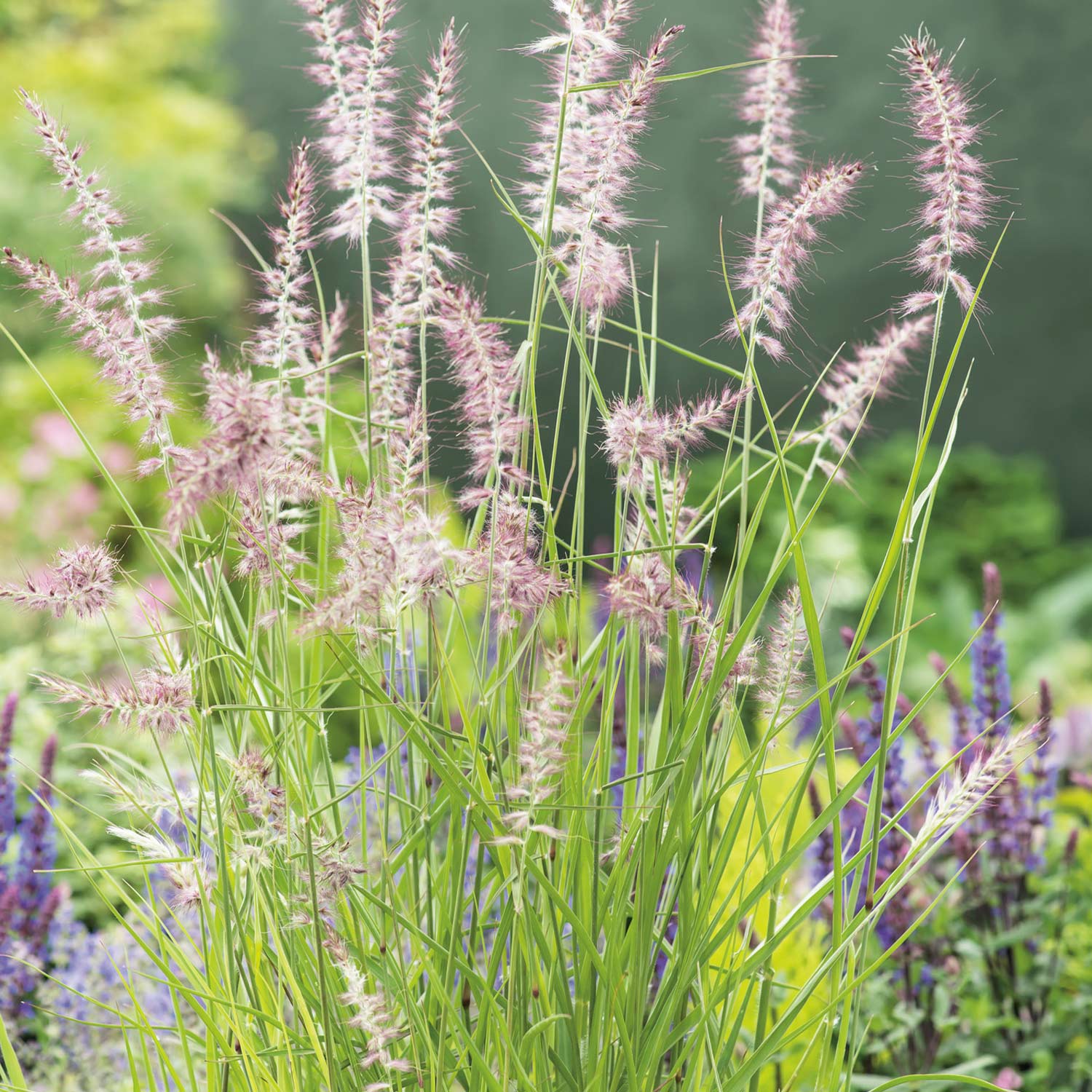 Rosa Orient-Lampenputzergras 'Karley Rose®' - Federborstengras Lieferform: Im 9 cm Topf