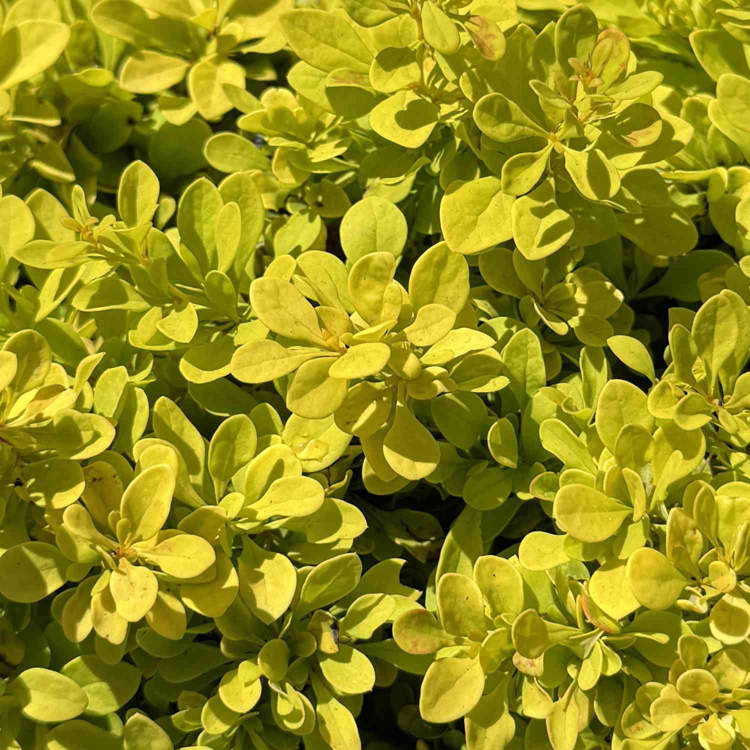 Zwerg-Berberitze 'Tiny Gold' Zwerg-Berberitze 'Tiny Gold'