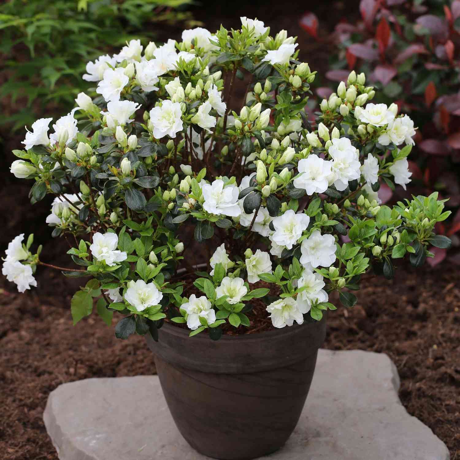 Japanische Azalee 'Schneeperle'