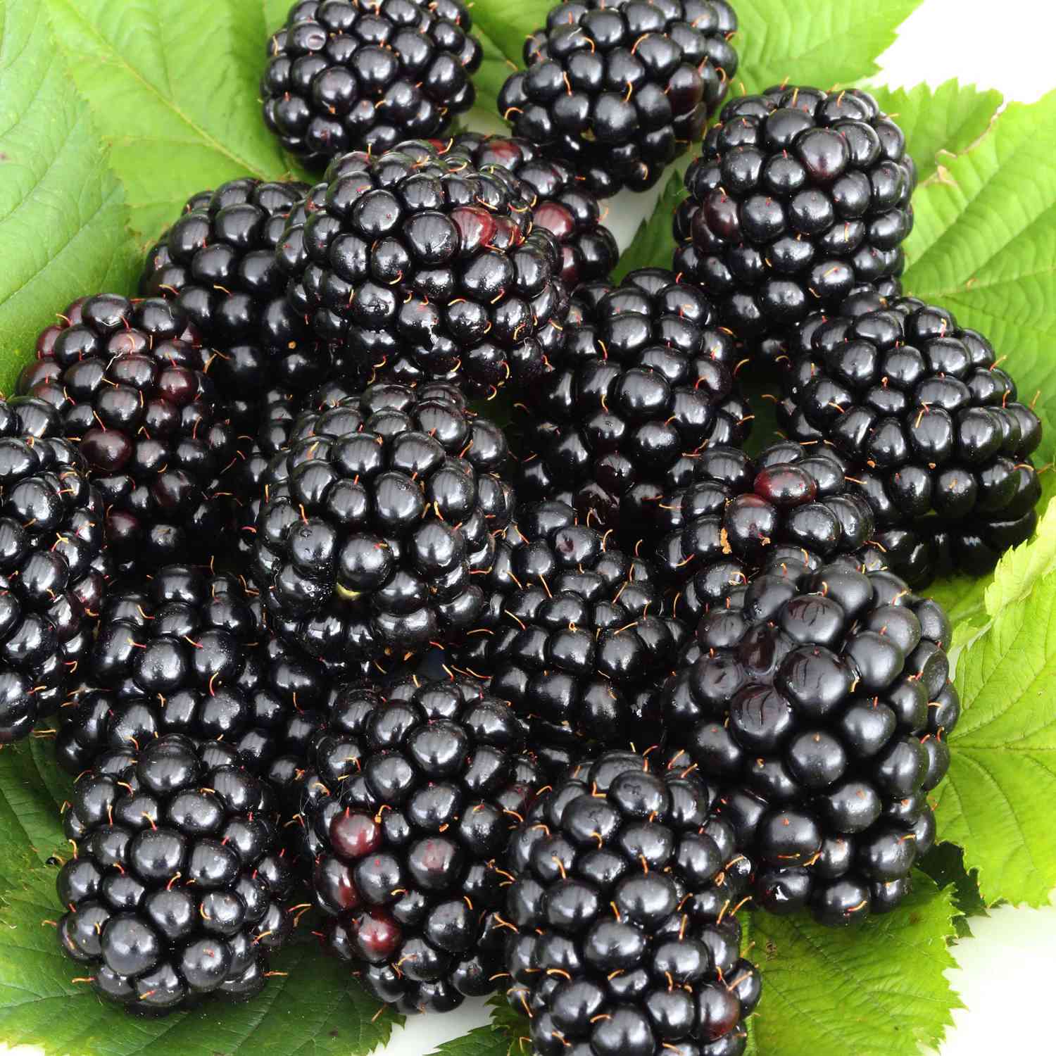 Süße Brombeere 'Asterina®'