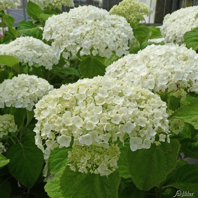 Kategorie <b>Blütensträucher und Ziergehölze </b> - Hortensie 'Strong Annabelle'® Incrediball®, 5 Liter, 60 - 80 cm Liefergröße: 60 - 80 cm - Hydrangea arborescens 'Strong Annabelle'® ('Abetwo') ('Incrediball')
