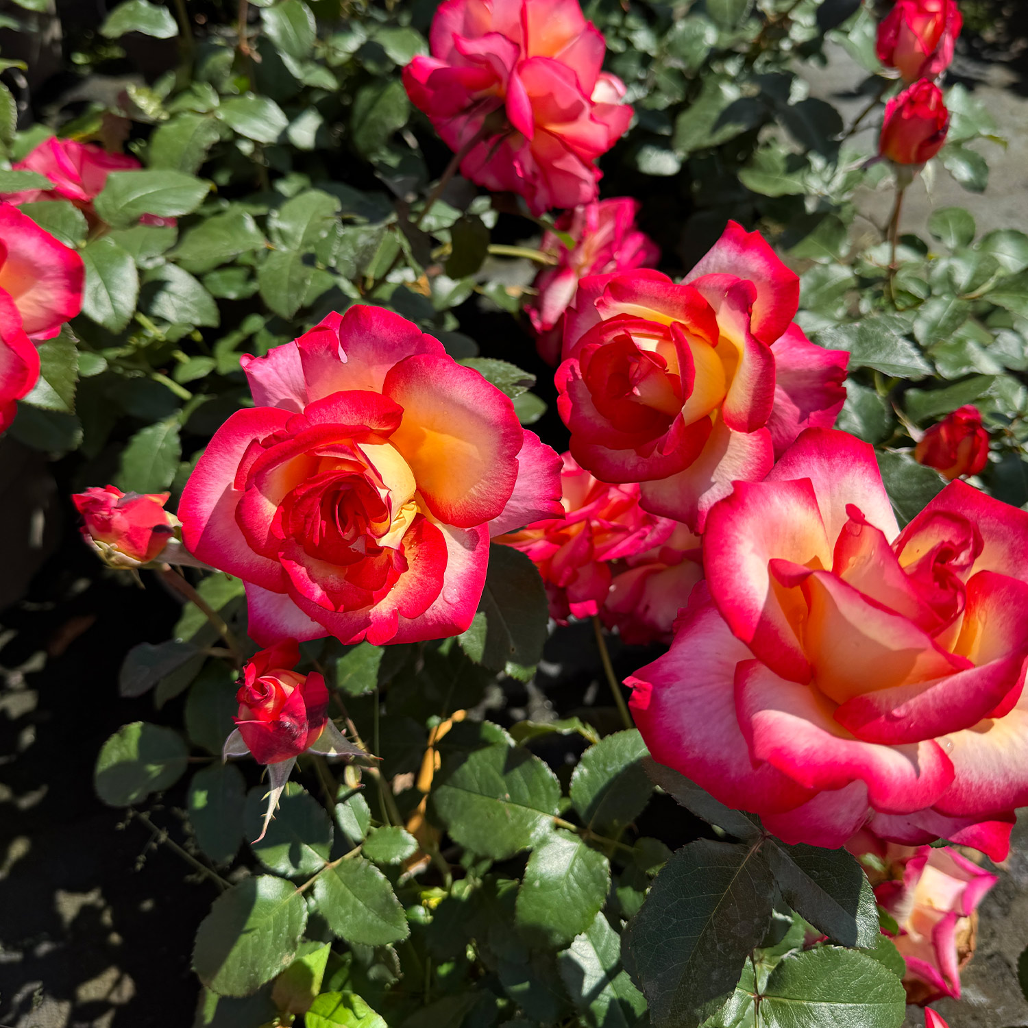 Edelrose 'Leo Ferre' Edelrose 'Leo Ferre'