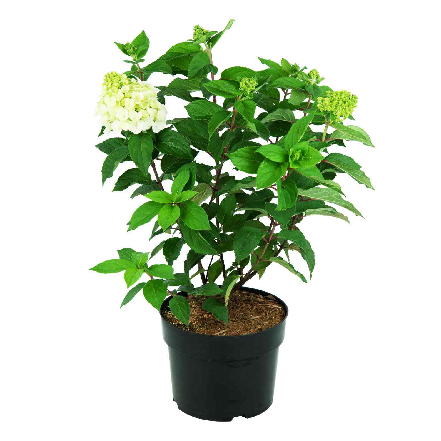 Rispenhortensie 'Magical® Mont Blanc' Rispenhortensie 'Magical® Mont Blanc'