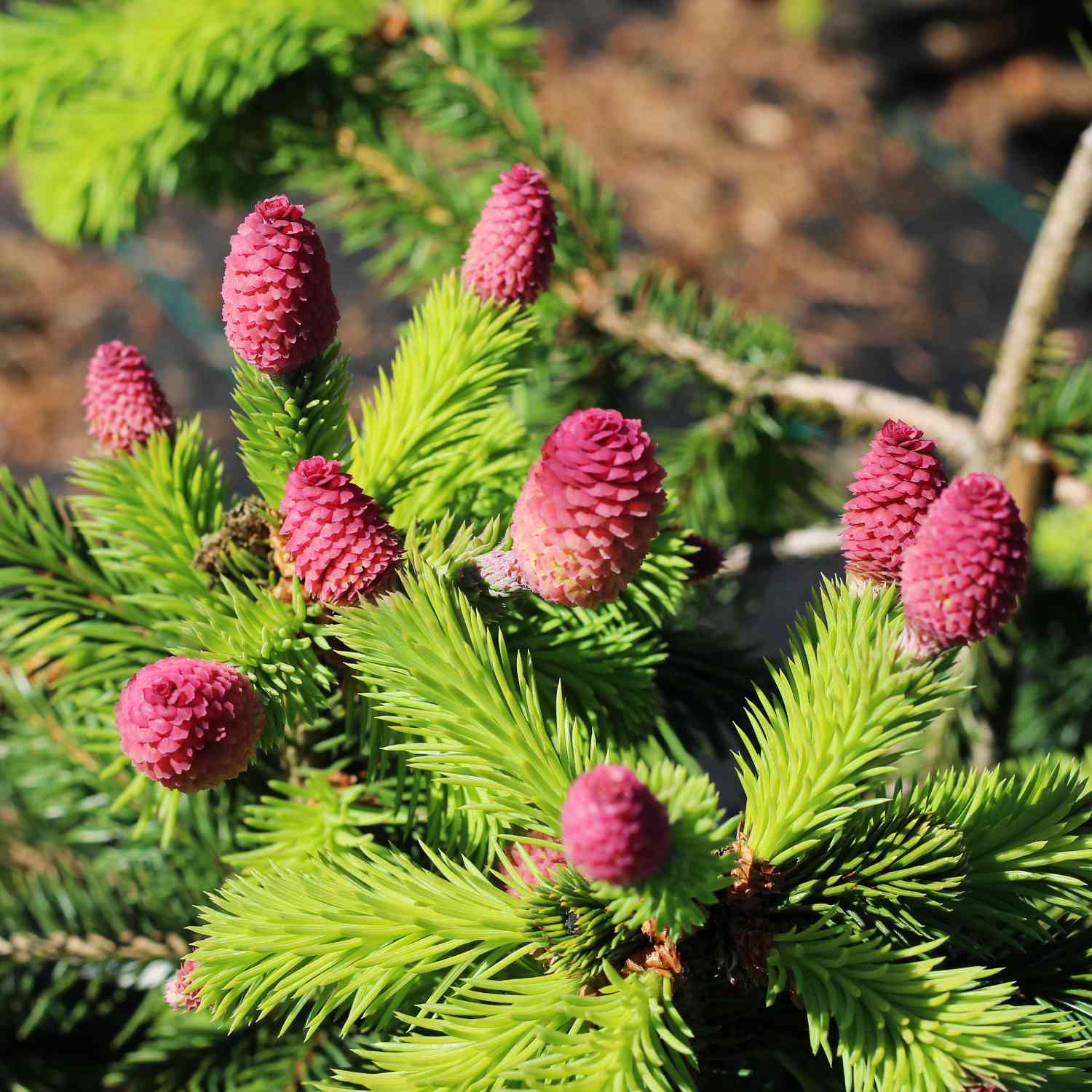 Zapfenfichte 'Acrocona'