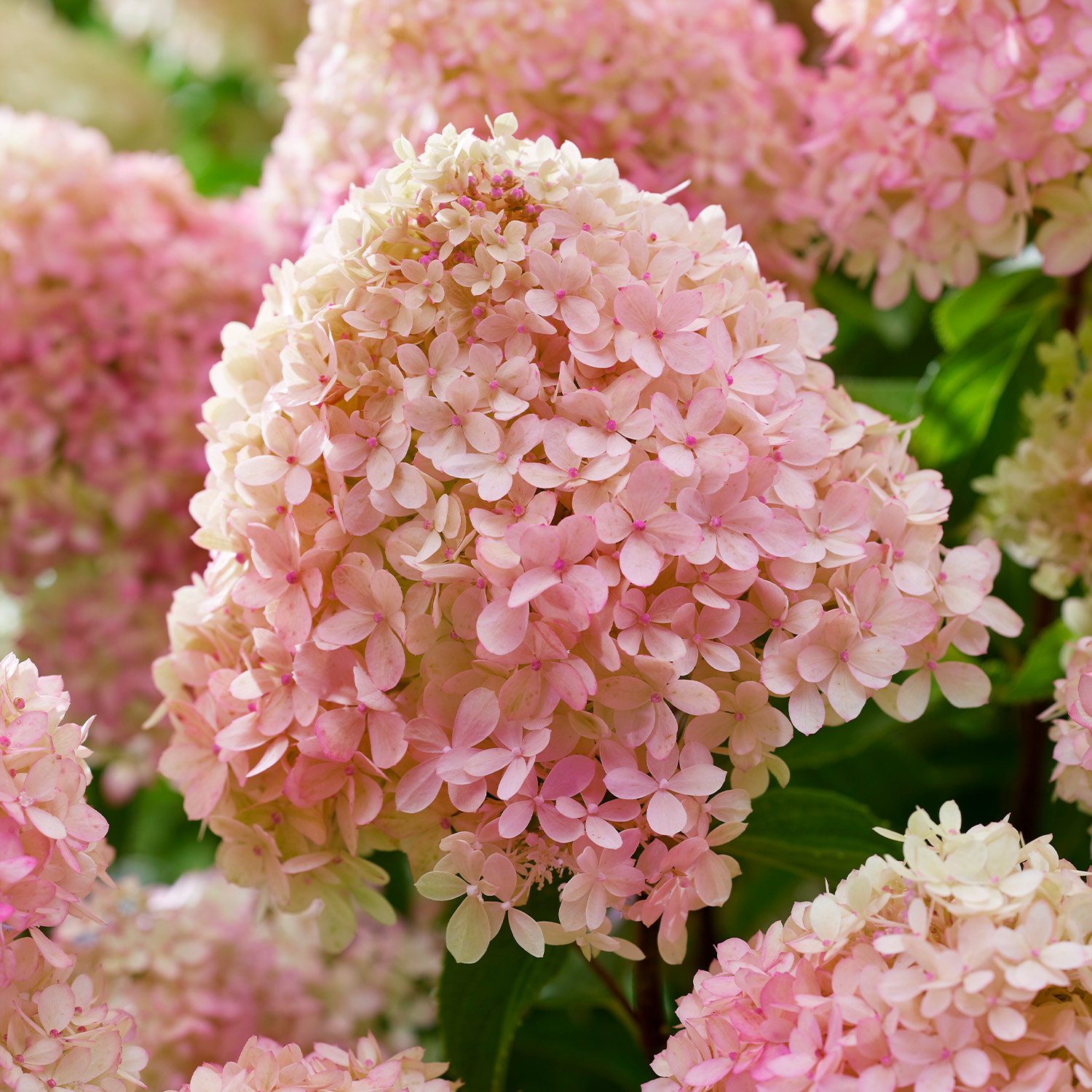 Zwerg-Rispenhortensie 'Living Little Love®'
