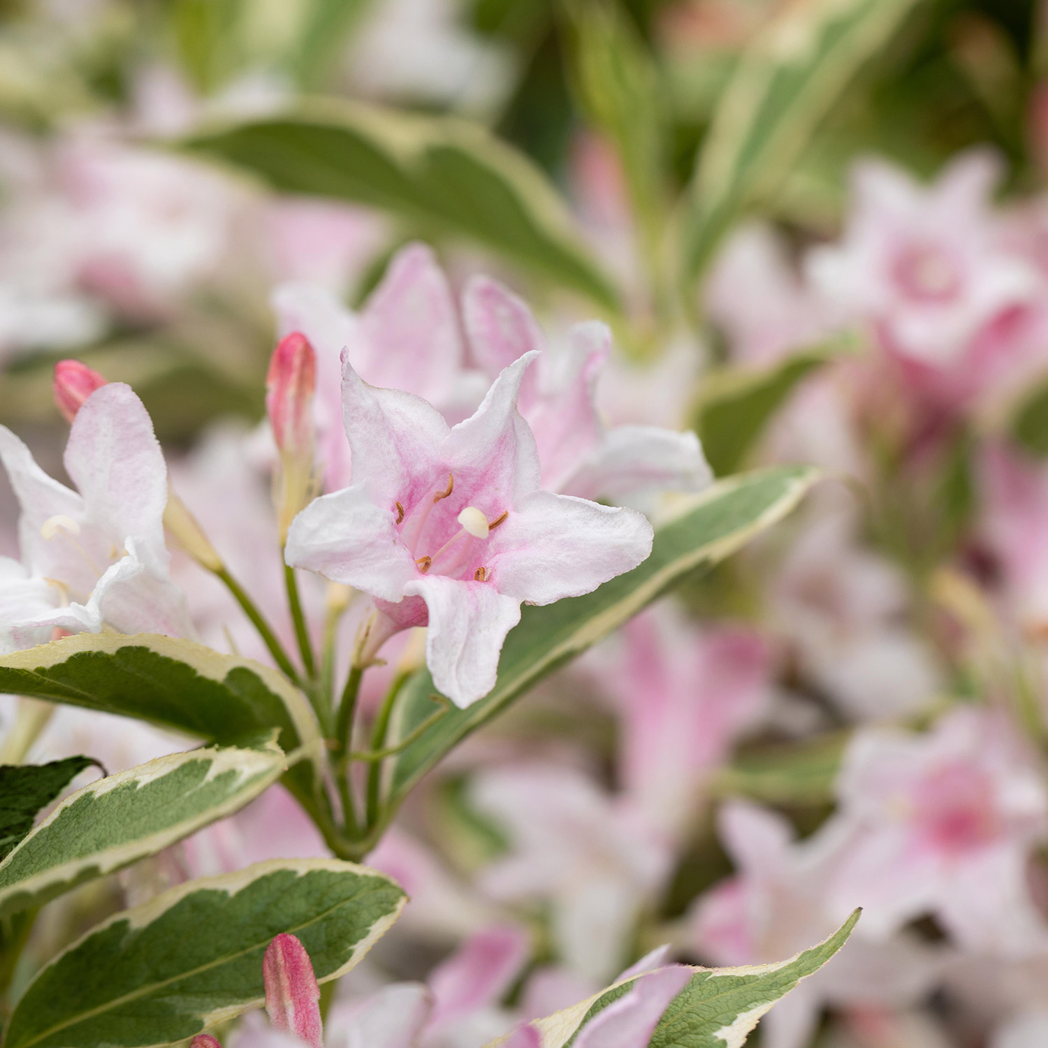 Kategorie <b>Blütensträucher und Ziergehölze </b> - Buntblättrige Harlekin-Weigelie 5 Liter, 60 - 80 Liefergröße: 60 - 80 cm - Weigela florida 'Nana Variegata'