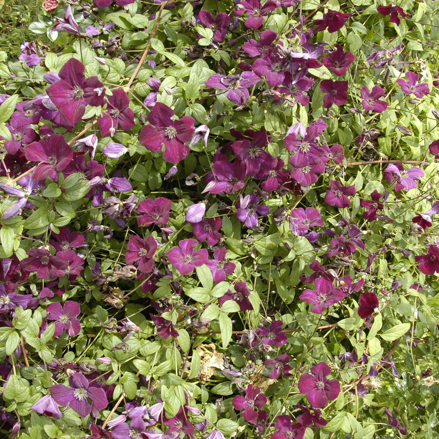 Clematis 'Royal Velours' Liefergröße: 40 - 60 cm