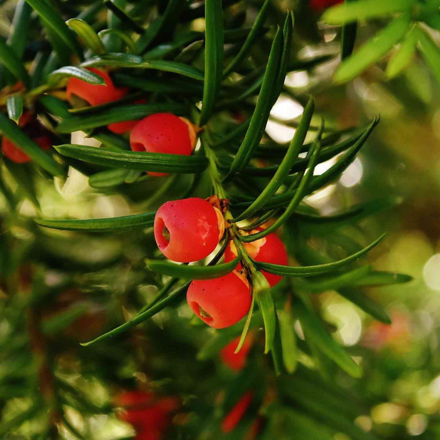 Bechereibe 'Hicksii'