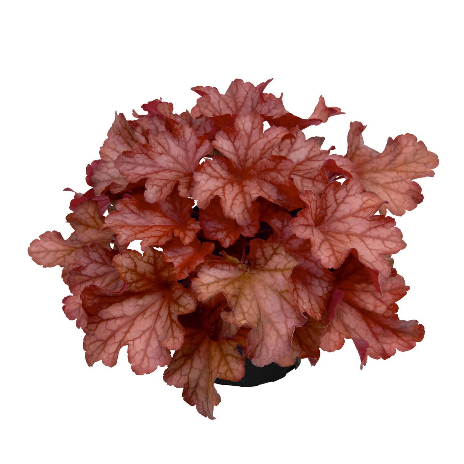 Kategorie <b>Stauden </b> - Purpurglöckchen 'Paprika' Lieferform: Im 1 Liter Topf - Heuchera Paprika