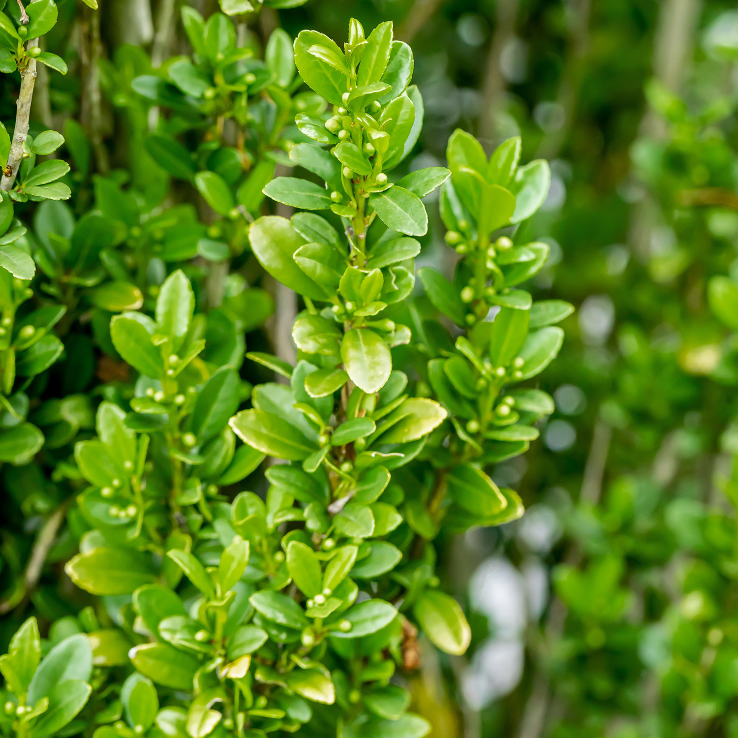 Japanische Stechpalme / Säulenilex 'Fastigiata' 3 Liter Container, 30 - 40 cm Liefergröße: 30 - 40 cm