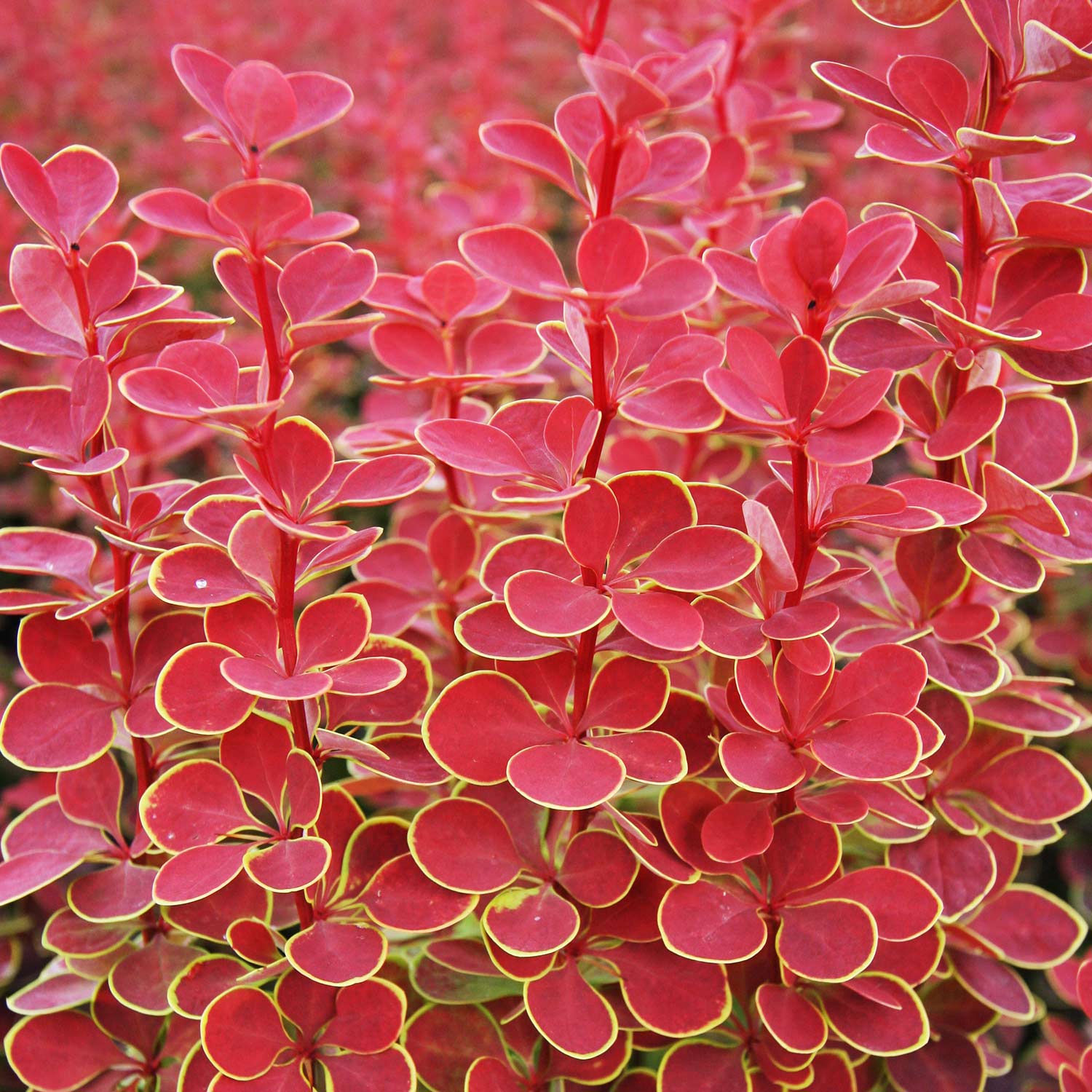 Kategorie <b>Rhododendren, Azaleen und Heide </b> - Berberitze 'Orange Sunrise' C3 40 - 60 cm Liefergröße: 40 - 60 cm - Berberis thunbergii 'Orange Sunrise'
