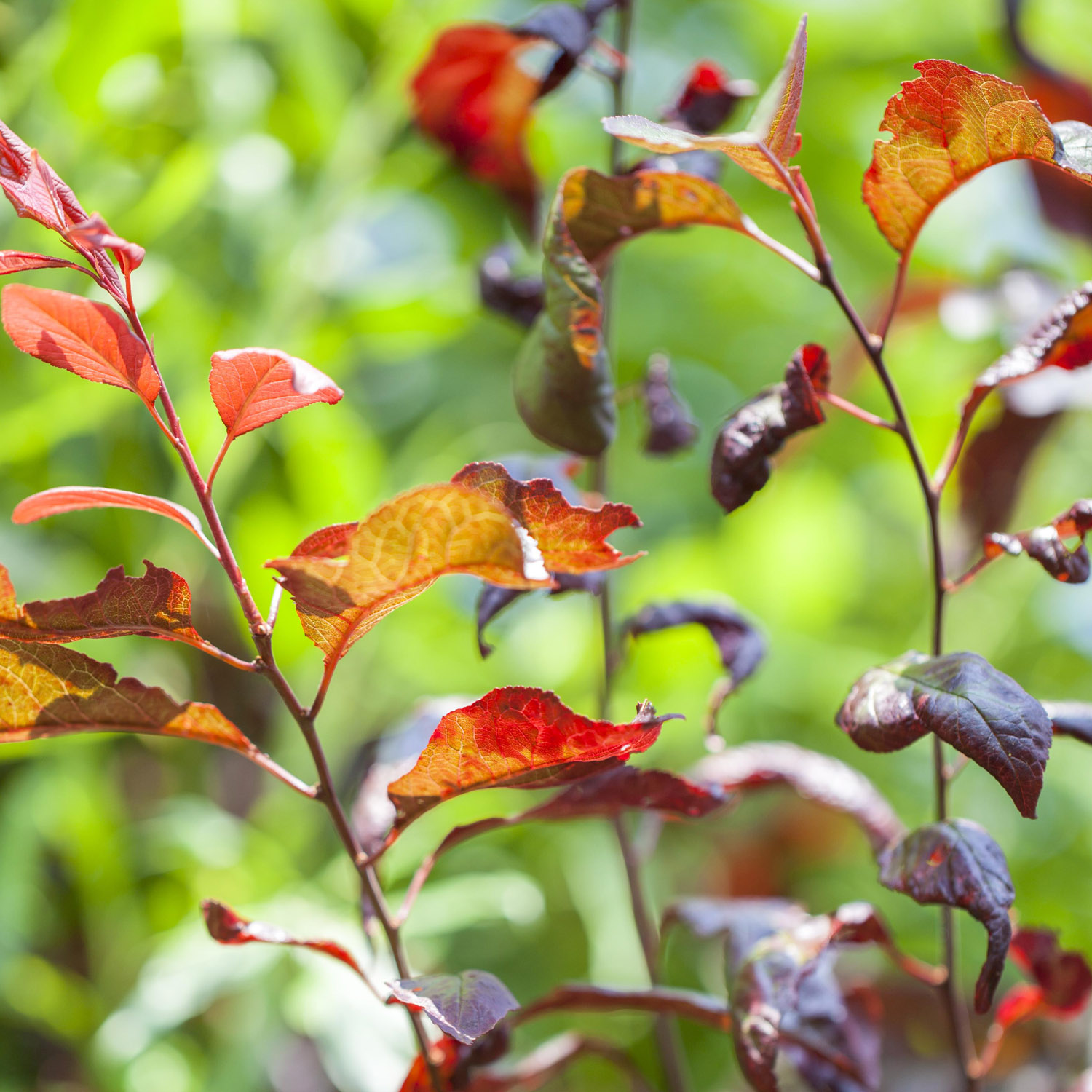 Blutpflaume 'Trailblazer'