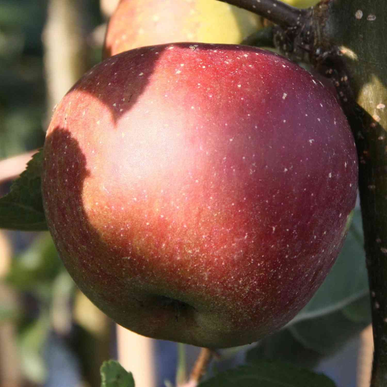Apfel 'Rubinette' - 'Rafzubin' Herbstapfel Apfel 'Rubinette' - 'Rafzubin' Herbstapfel