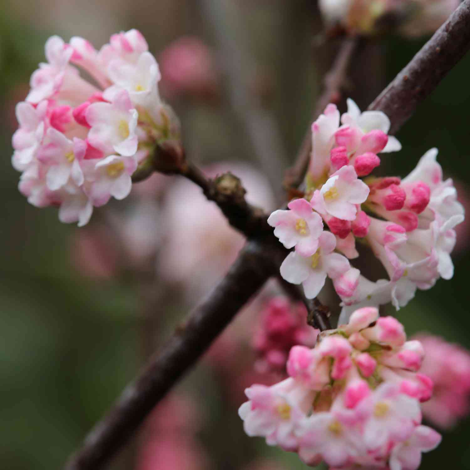 Winterschneeball 'Charles Lamont' Winterschneeball 'Charles Lamont'