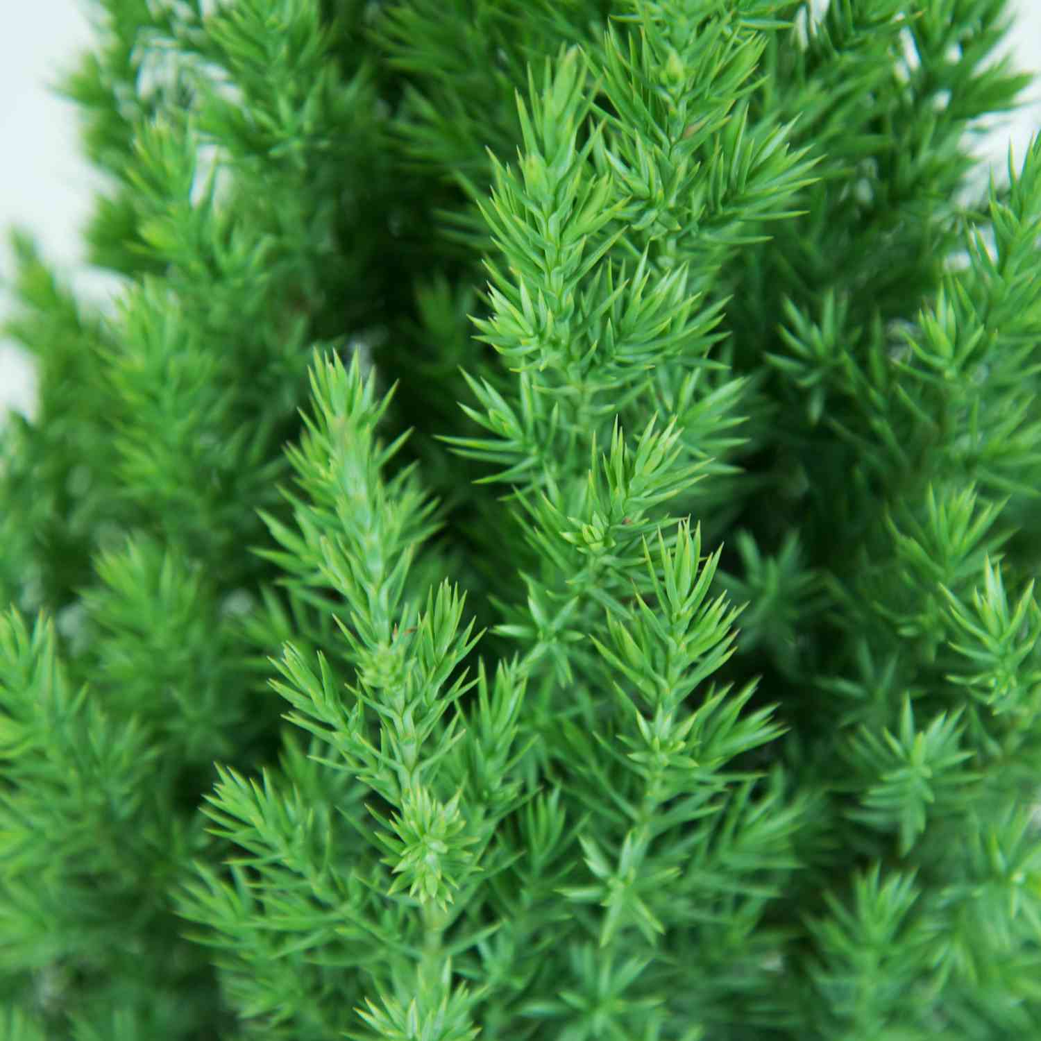Blauer Kegelwacholder 'Stricta'