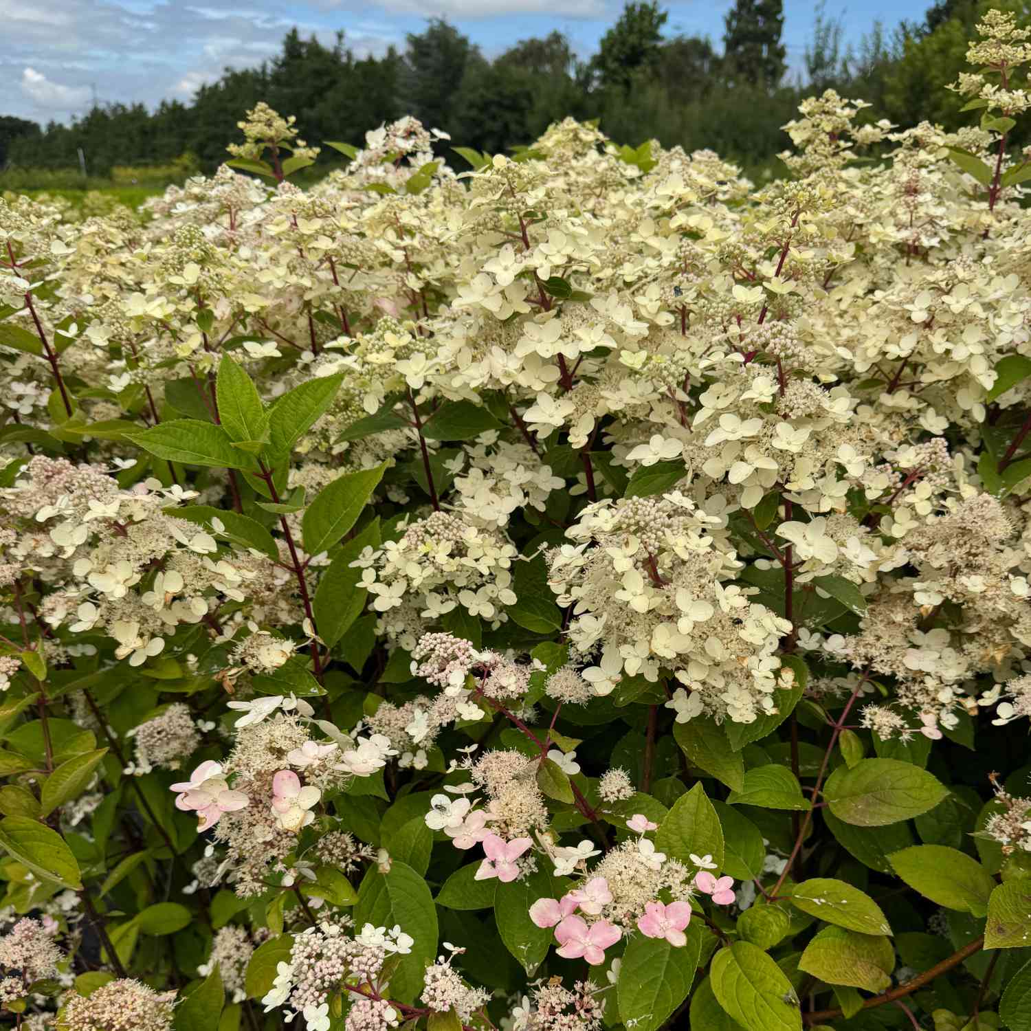Rispenhortensie 'Confetti' -